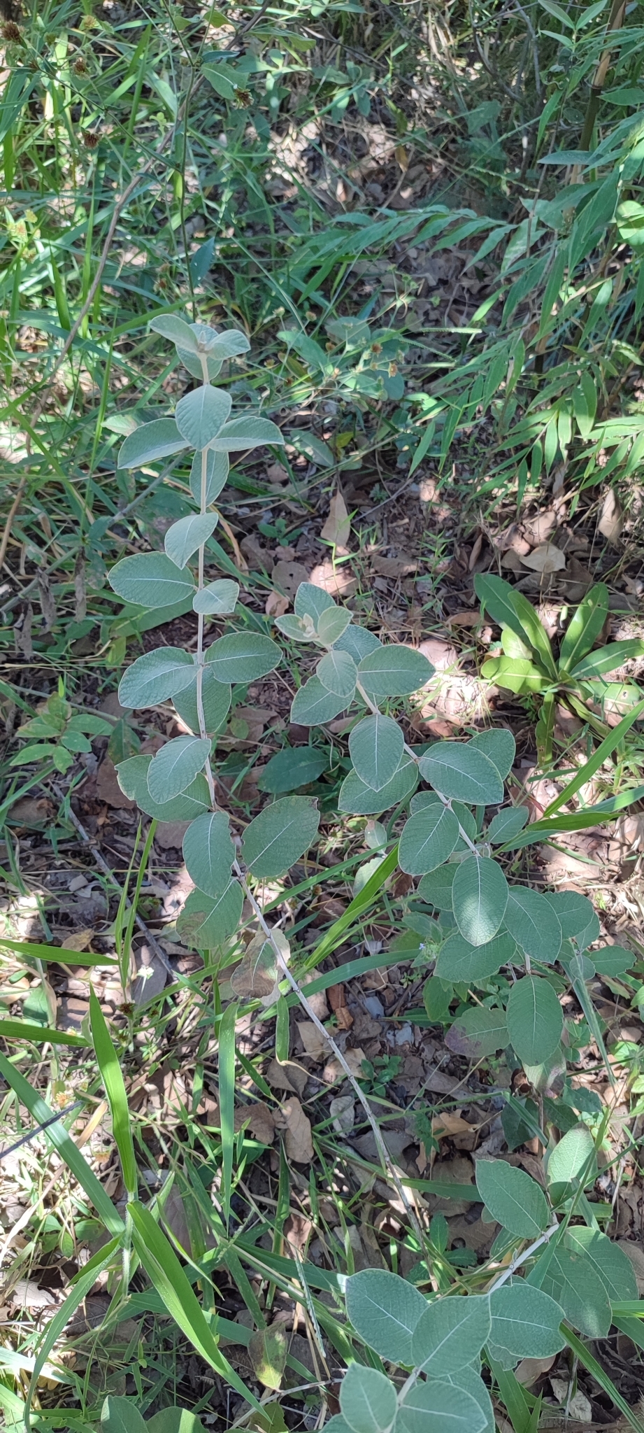 Photo of Sabicea brasiliensis (2/12)