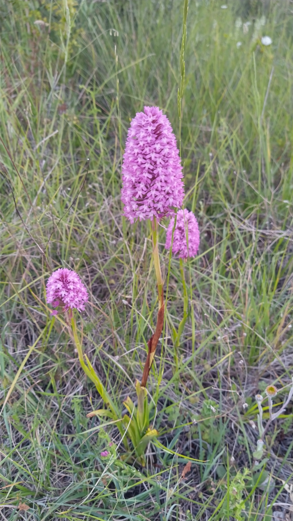 Photo of pyramidal orchid (3/12)
