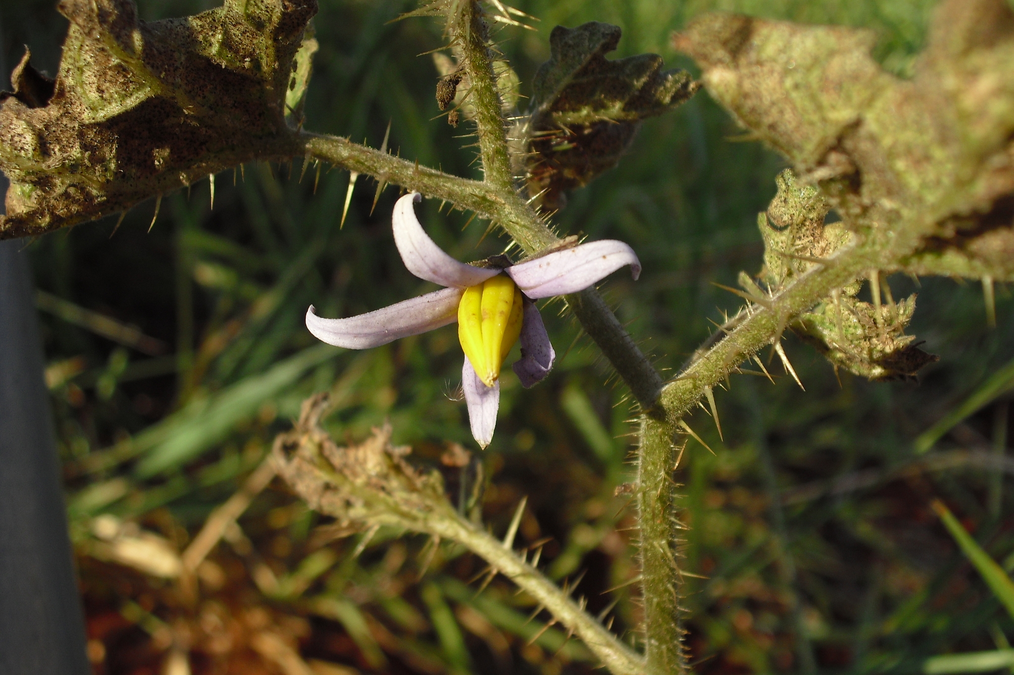 Photo of Solanum palinacanthum (7/7)