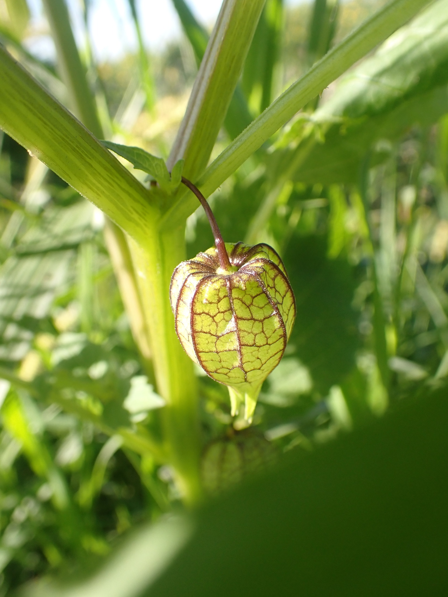 Photo of cutleaf groundcherry (7/7)