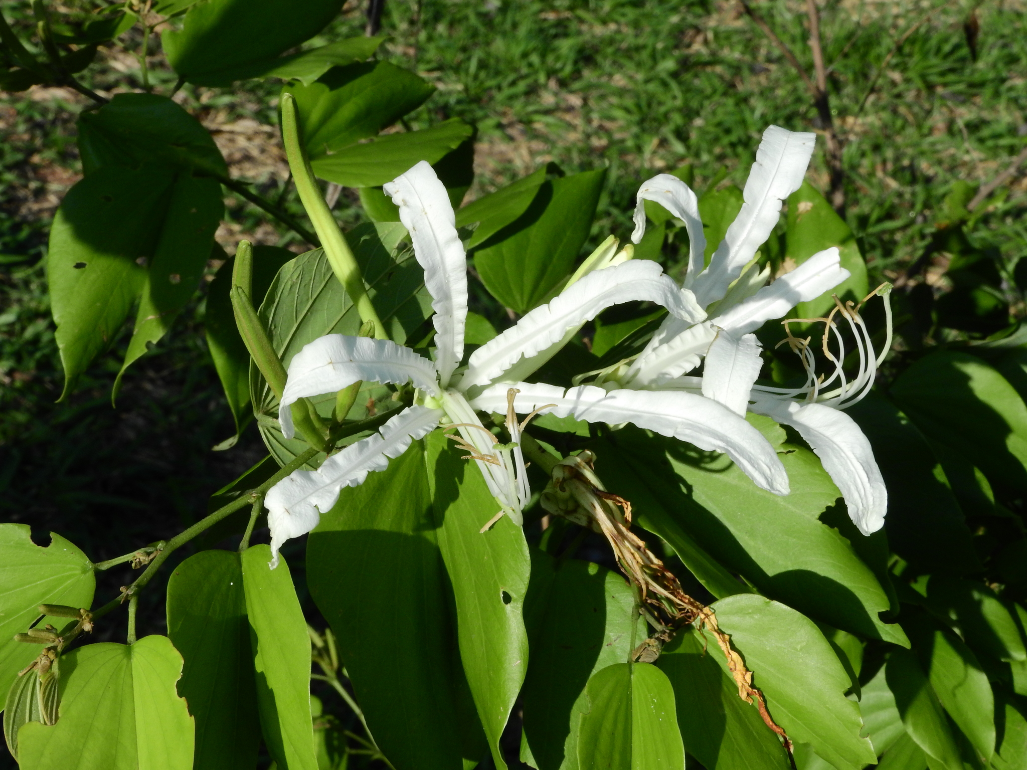 Photo of Brazilian orchid tree (9/12)