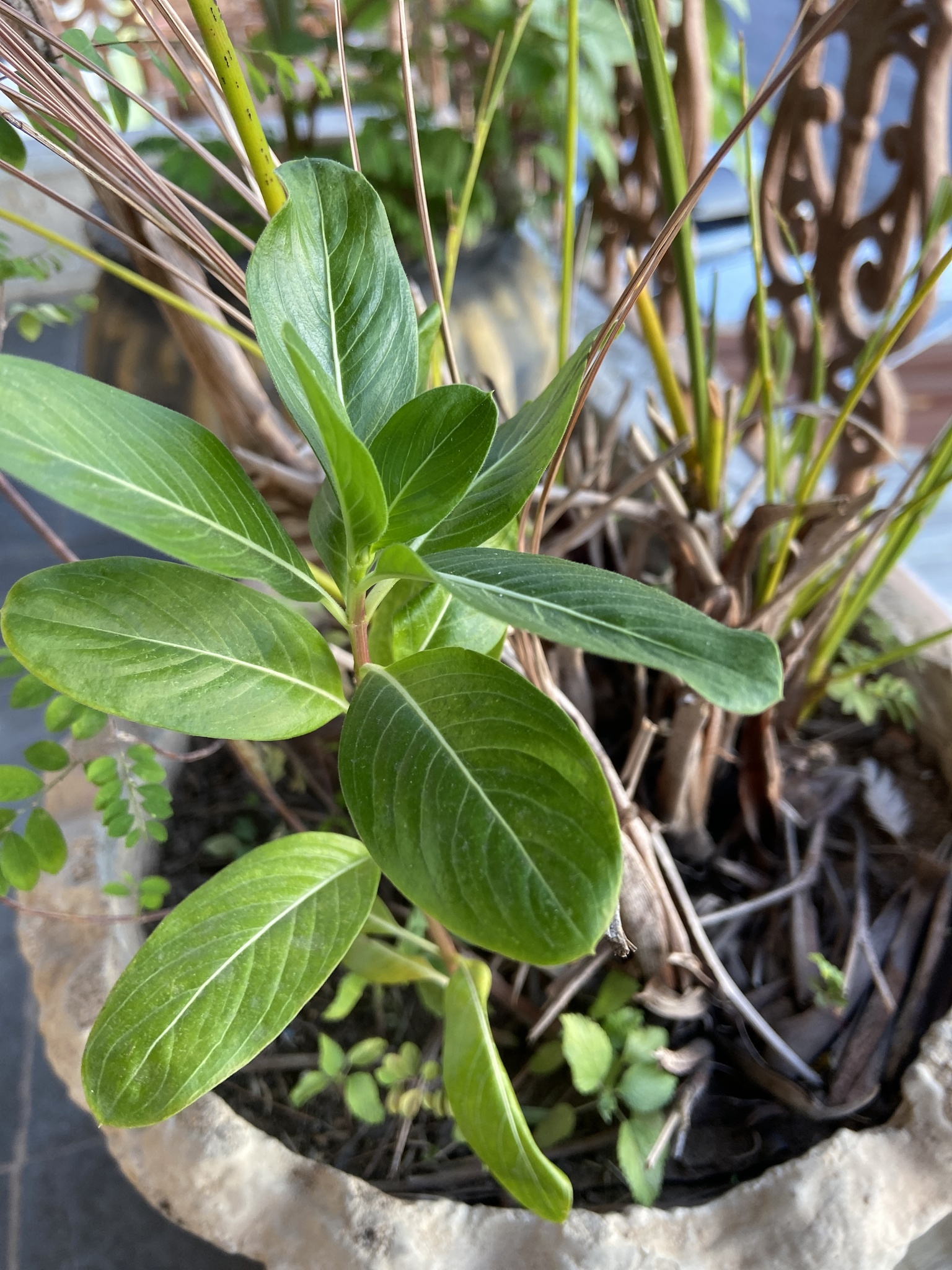 Photo of Madagascar Periwinkle (9/12)