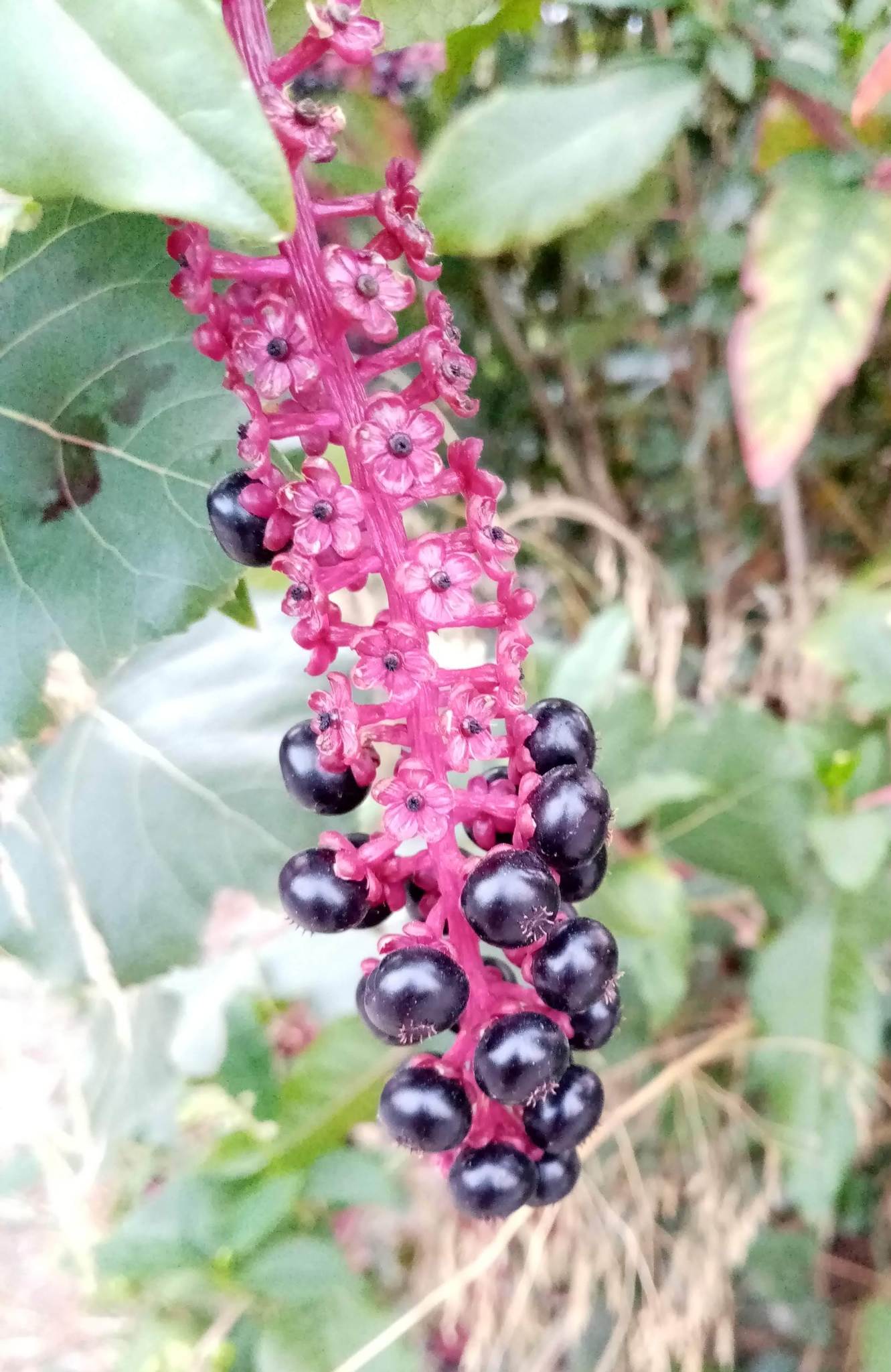 Photo of American pokeweed (3/12)