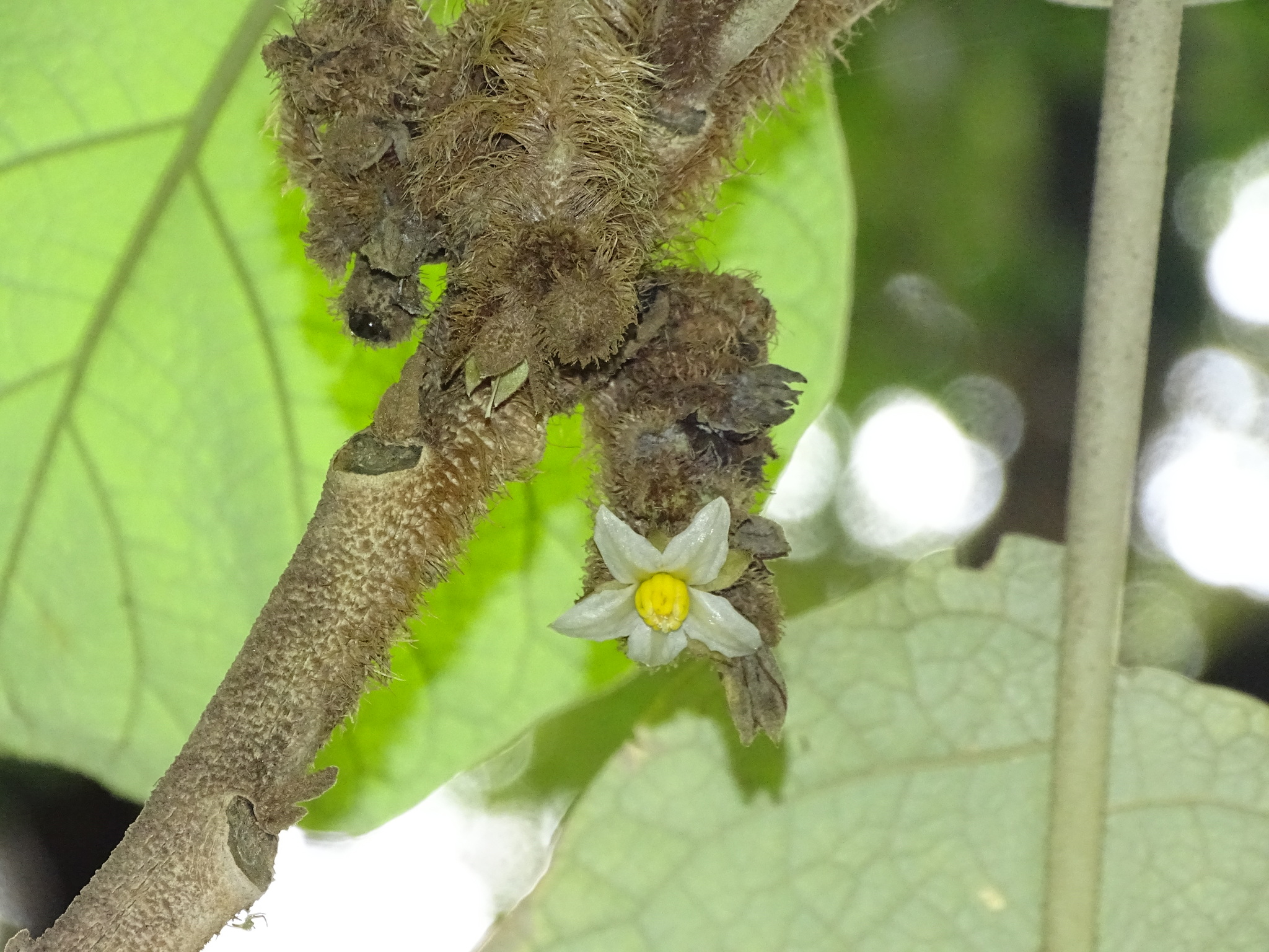 Photo of Solanum cernuum (2/7)