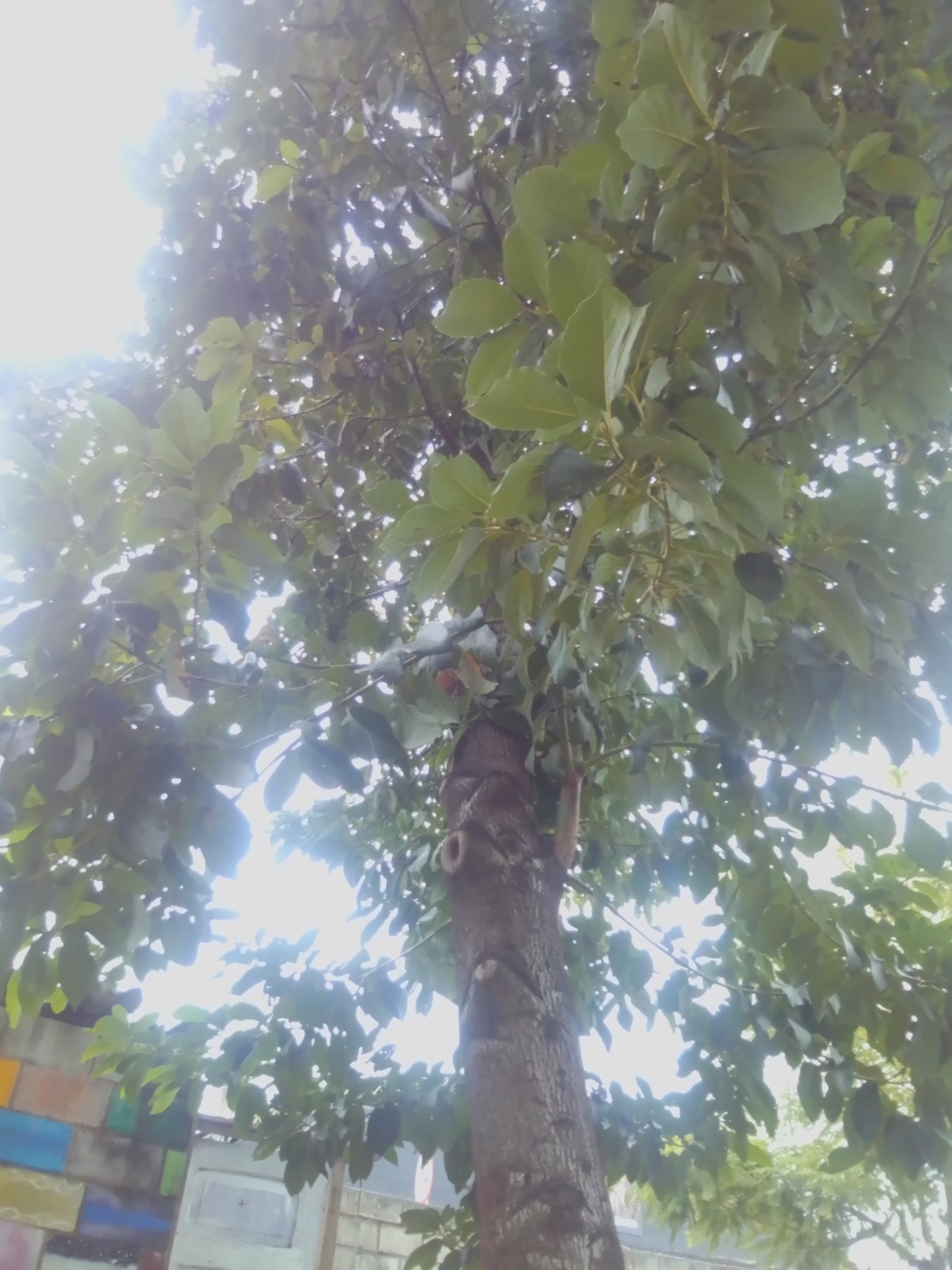 Photo of Avocado (1/7)