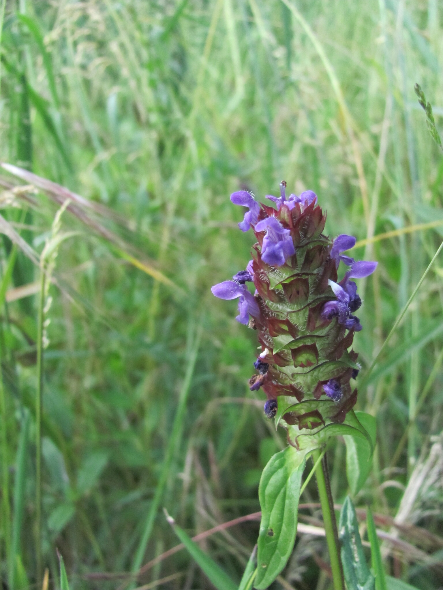 Photo of common selfheal (12/12)