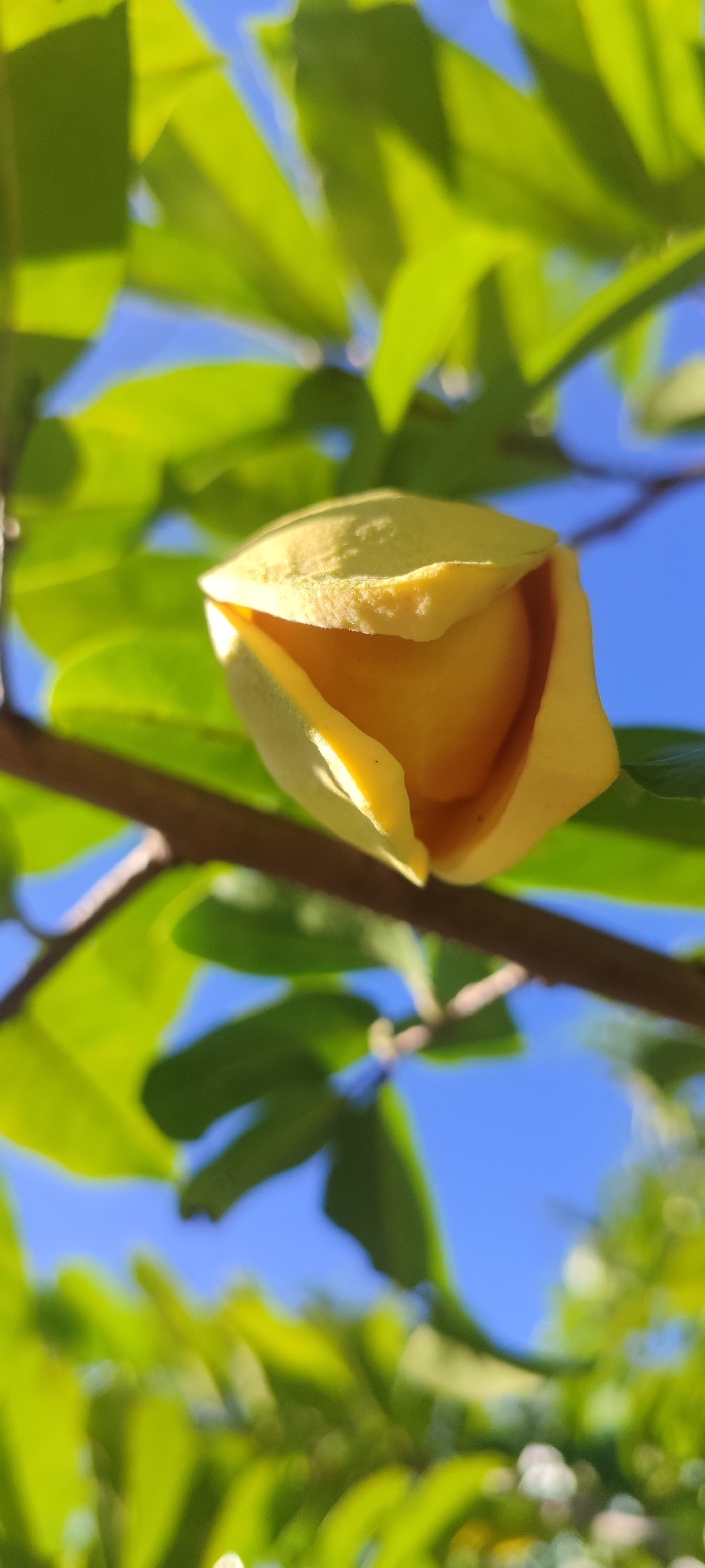 Photo of Soursop (10/11)