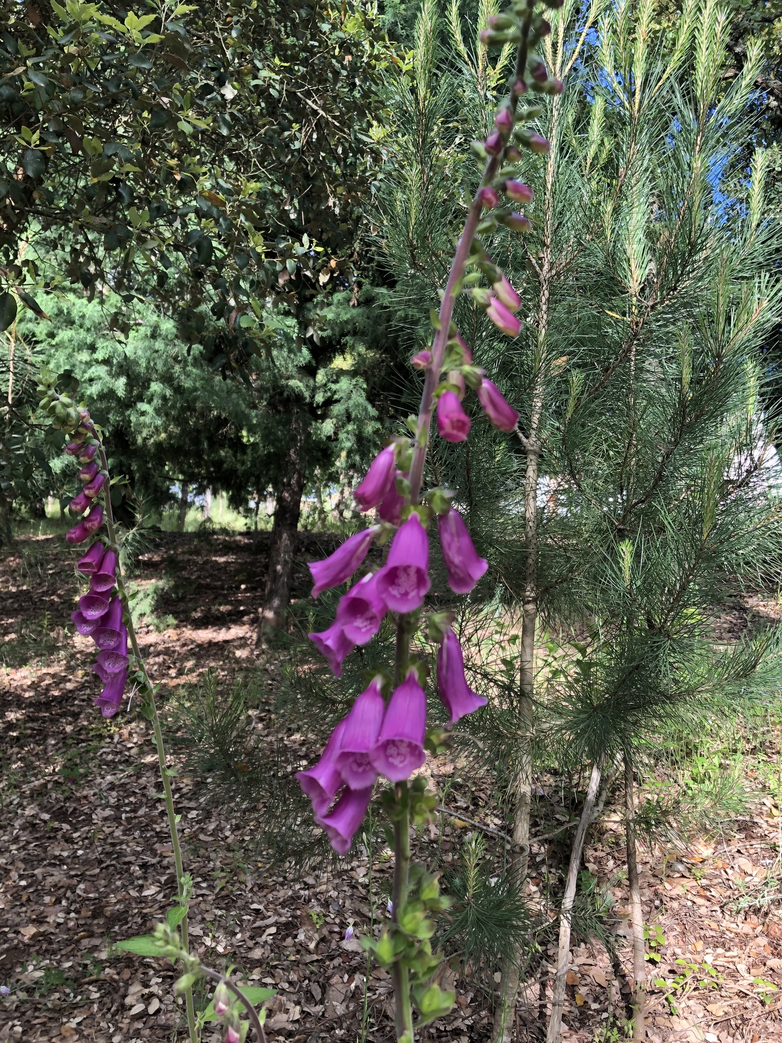 Photo of purple foxglove (8/12)