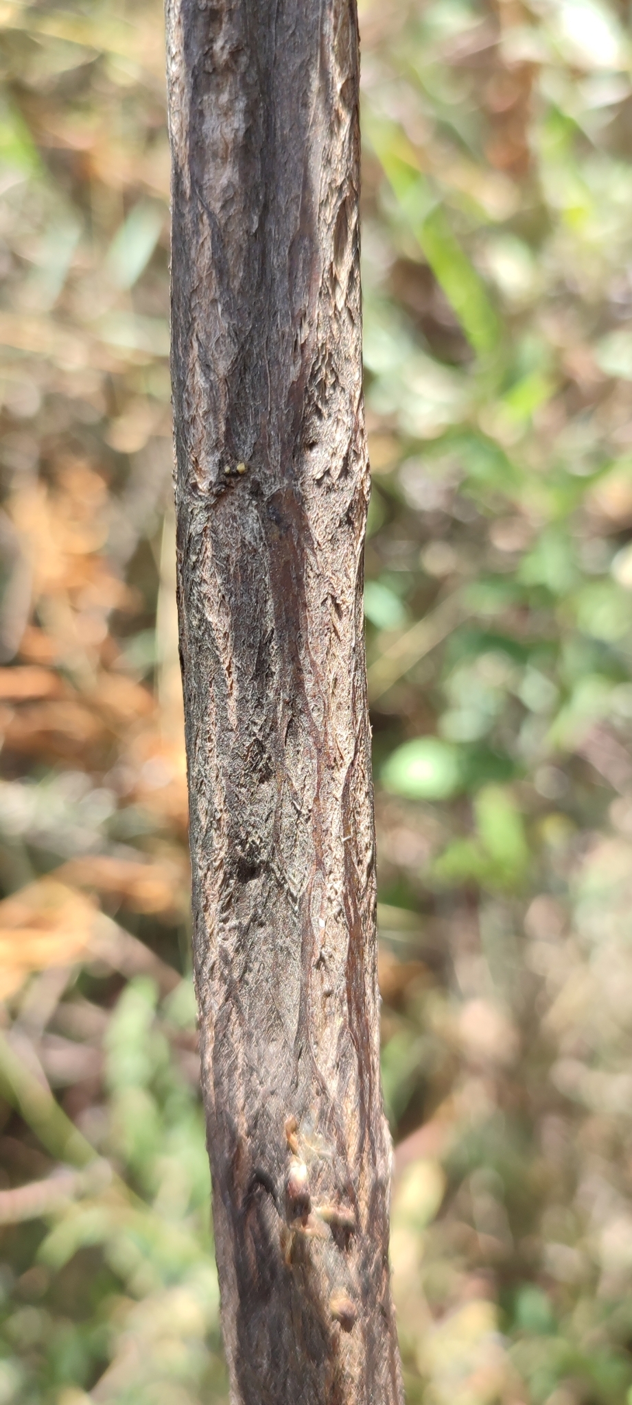 Photo of Hyptis marrubioides (3/12)