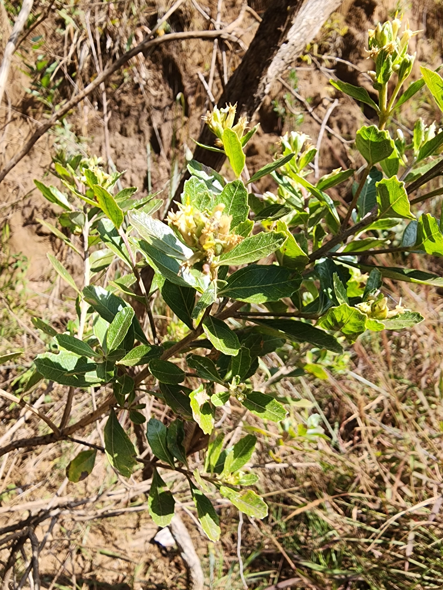 Photo of Baccharis dracunculifolia (11/12)