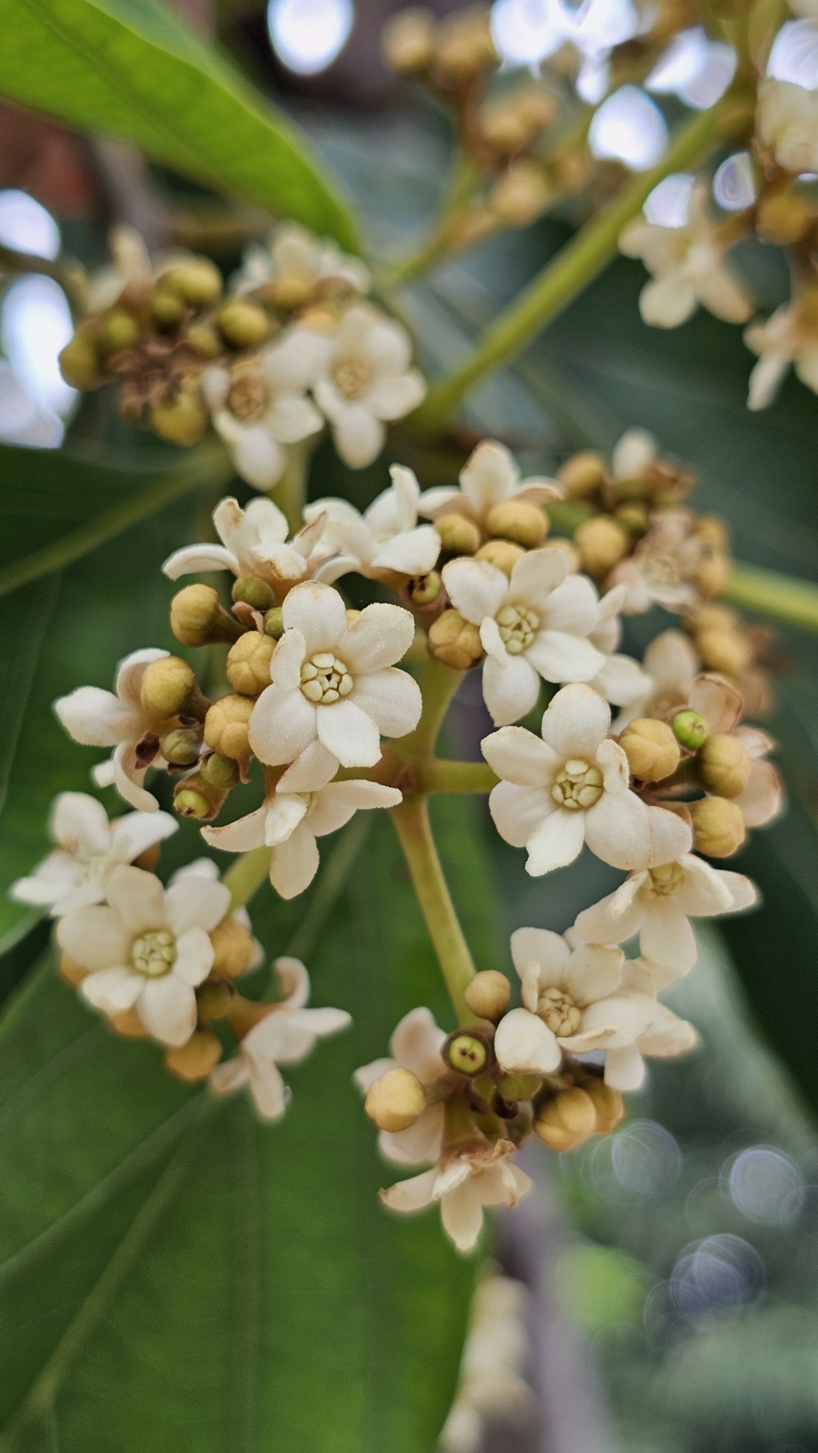 Photo of Nectandra oppositifolia (9/9)
