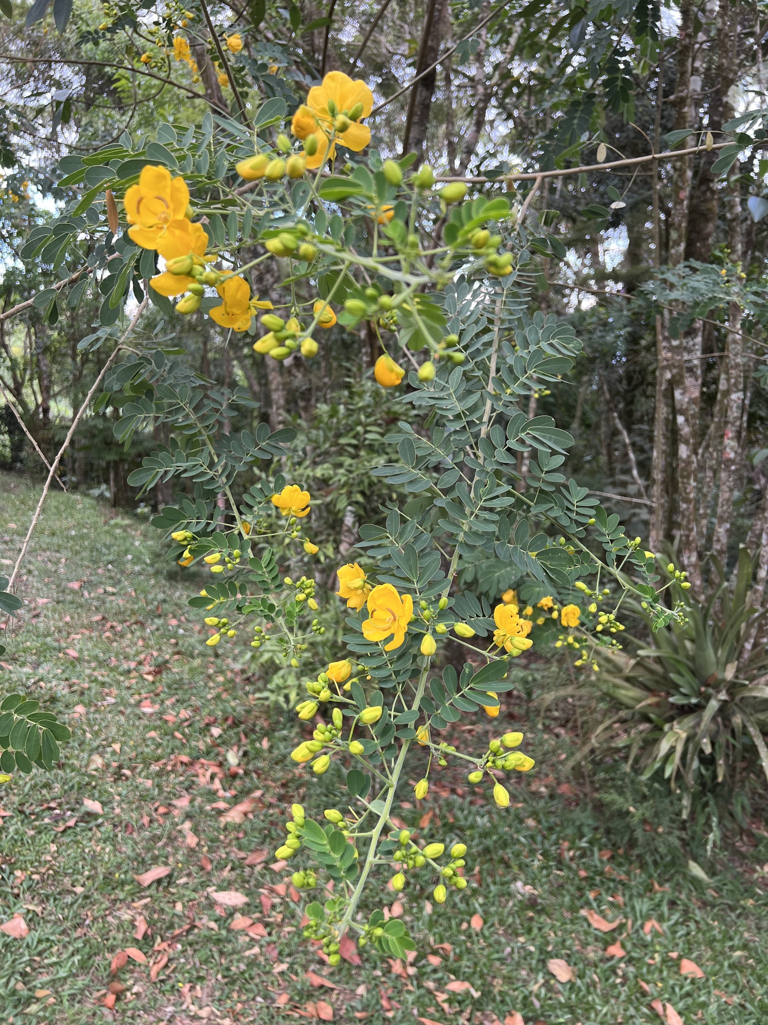 Photo of Senna (6/6)