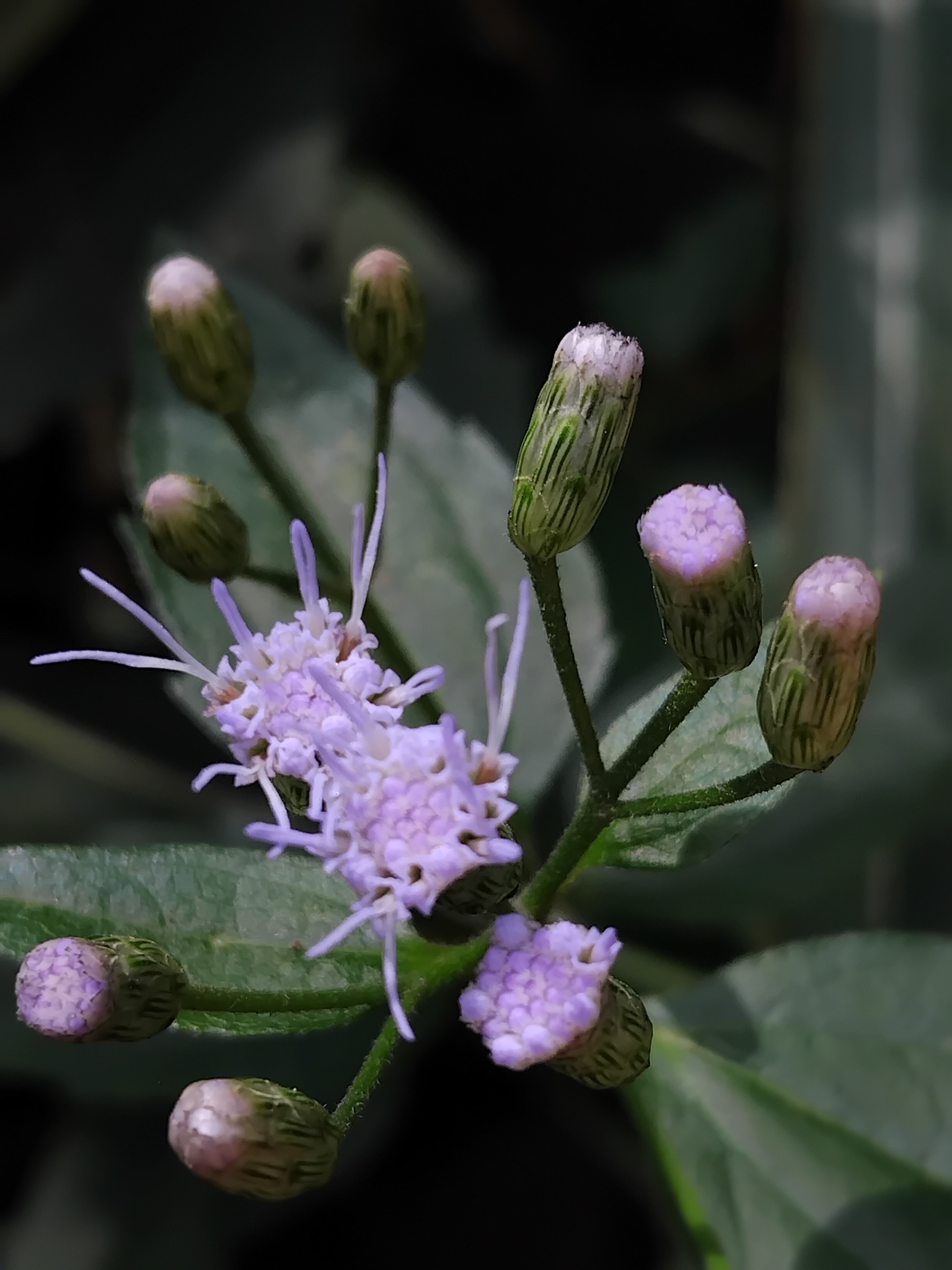 Photo of Siam weed (1/9)