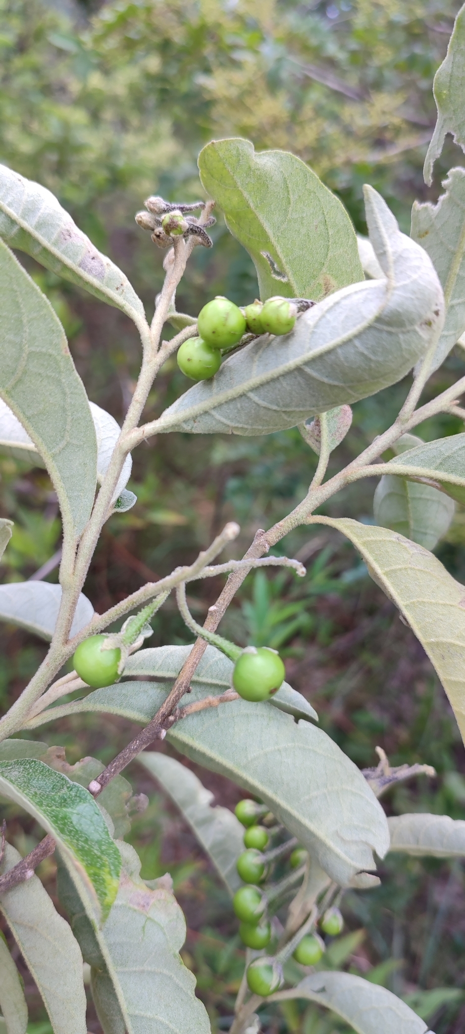Photo of Solanum paniculatum (8/12)