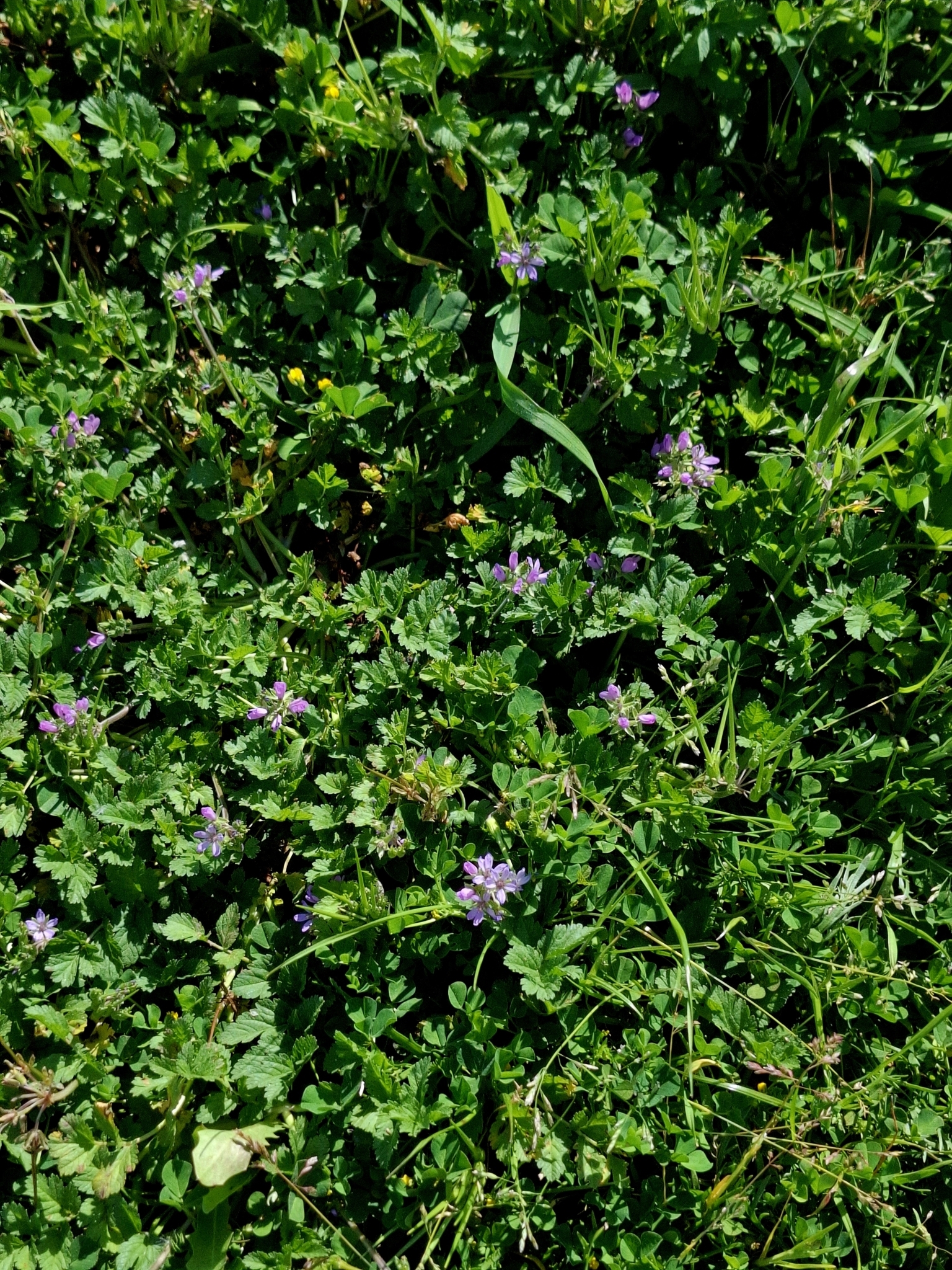 Photo of musk stork's-bill (5/12)