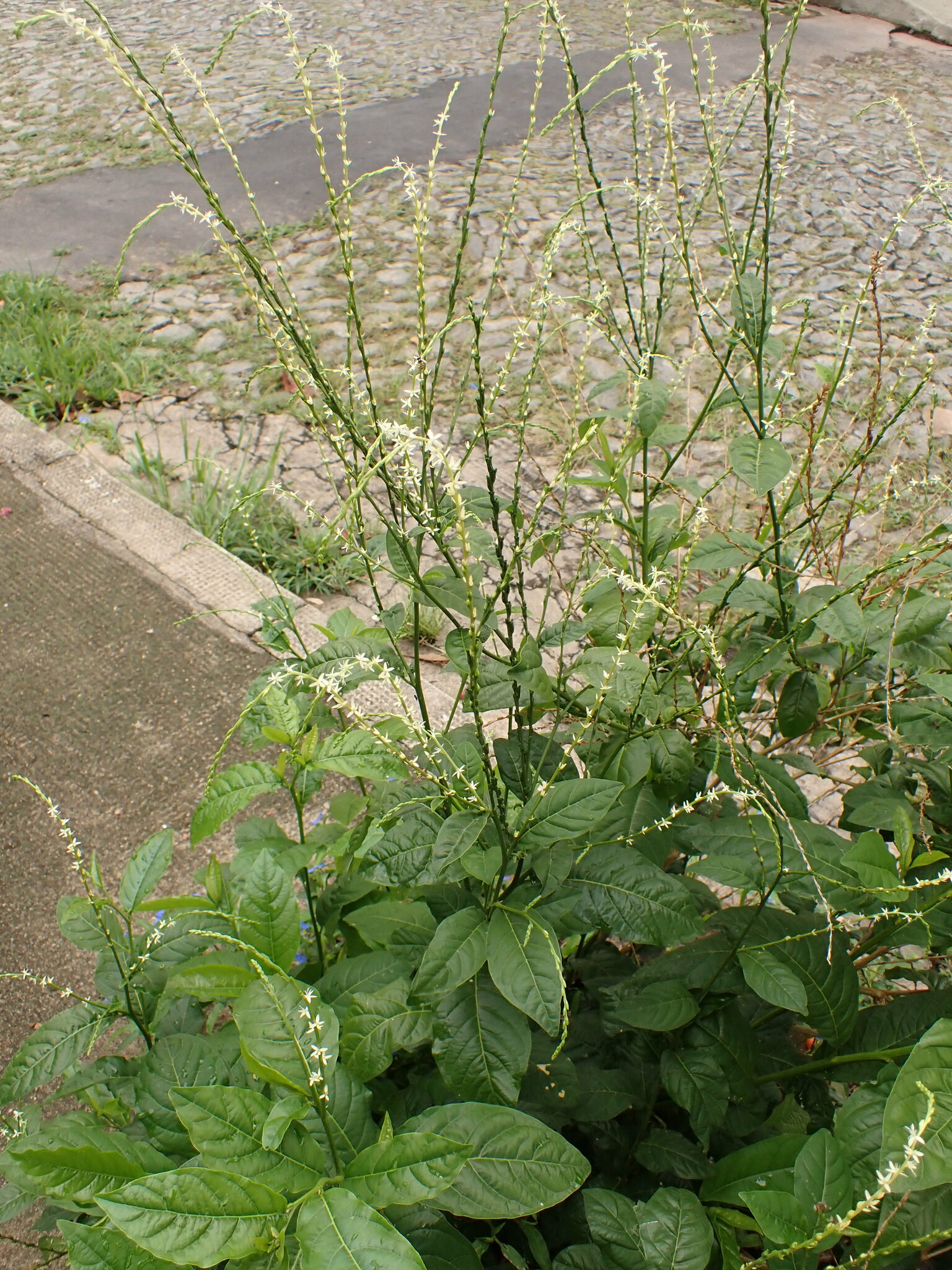 Photo of Guinea Hen Weed (1/7)