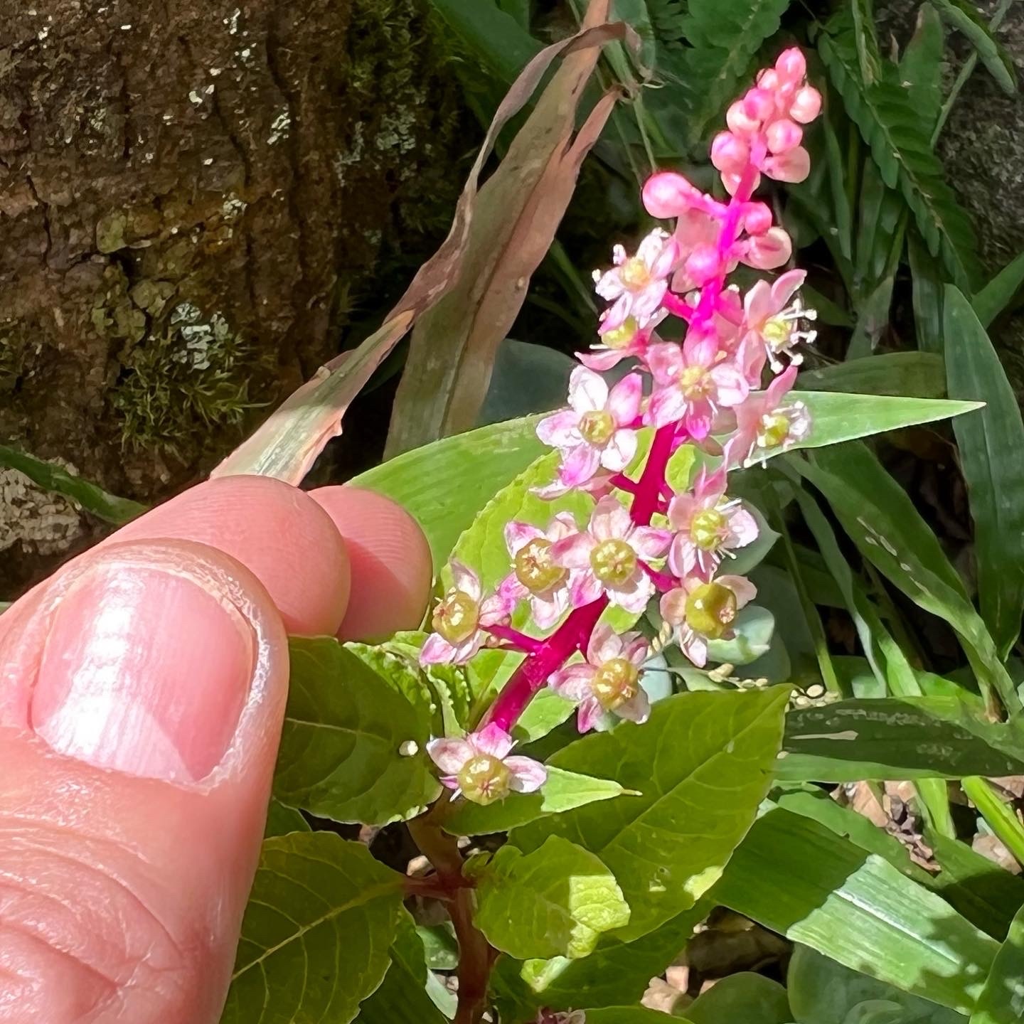 Photo of Brazilian Pokeweed (2/12)