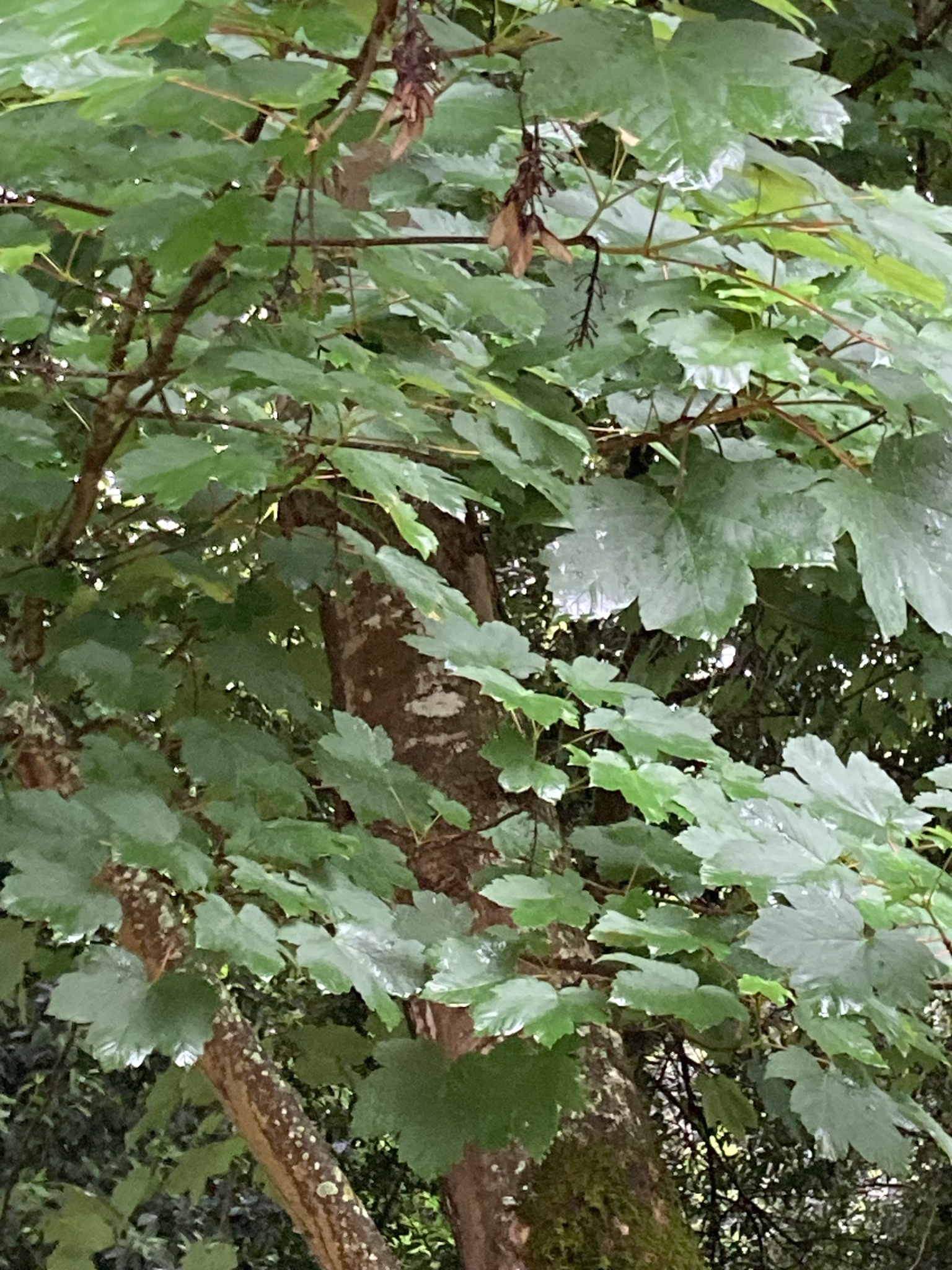 Photo of sycamore maple (6/12)
