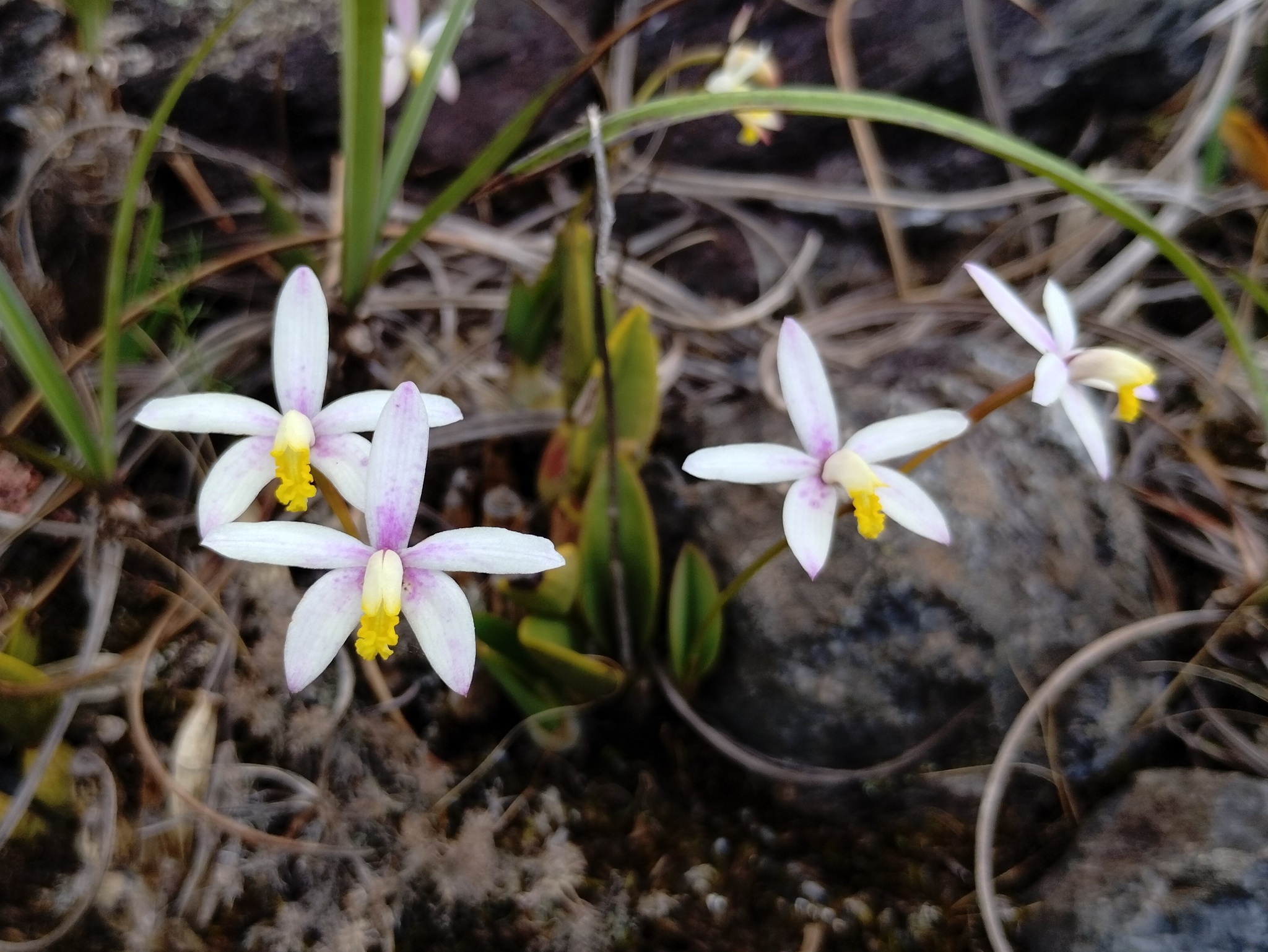 Photo of Cattleya fournieri (6/7)