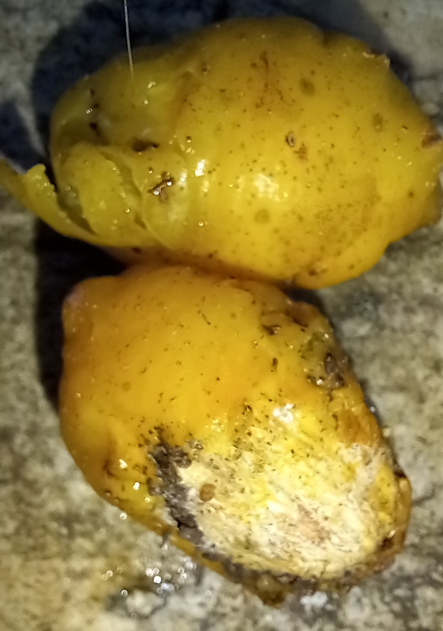 Photo of Spondias (1/5)