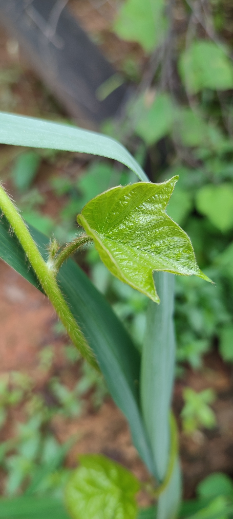 Photo of Japanese morning glory (8/12)