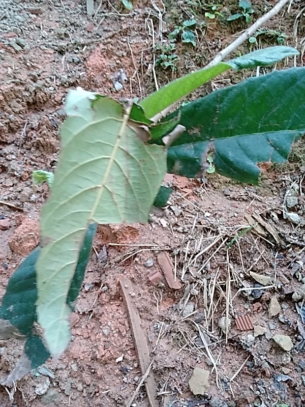 Photo of Brazilian Guava (9/10)
