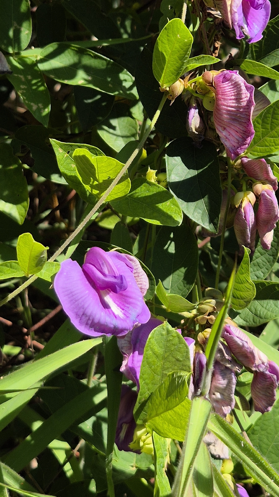 Photo of butterfly pea (9/9)