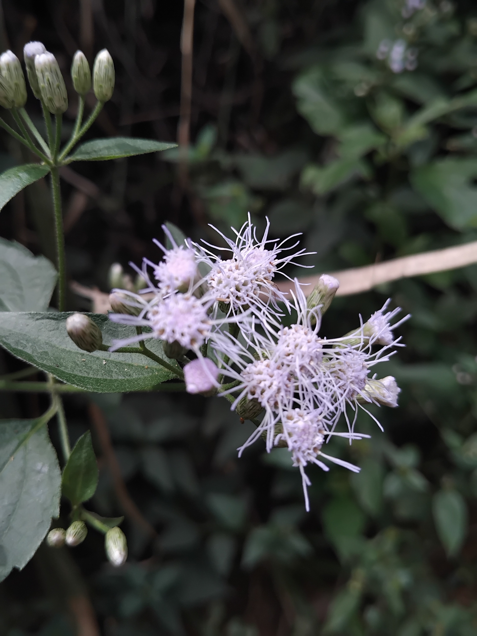 Photo of Siam weed (2/9)