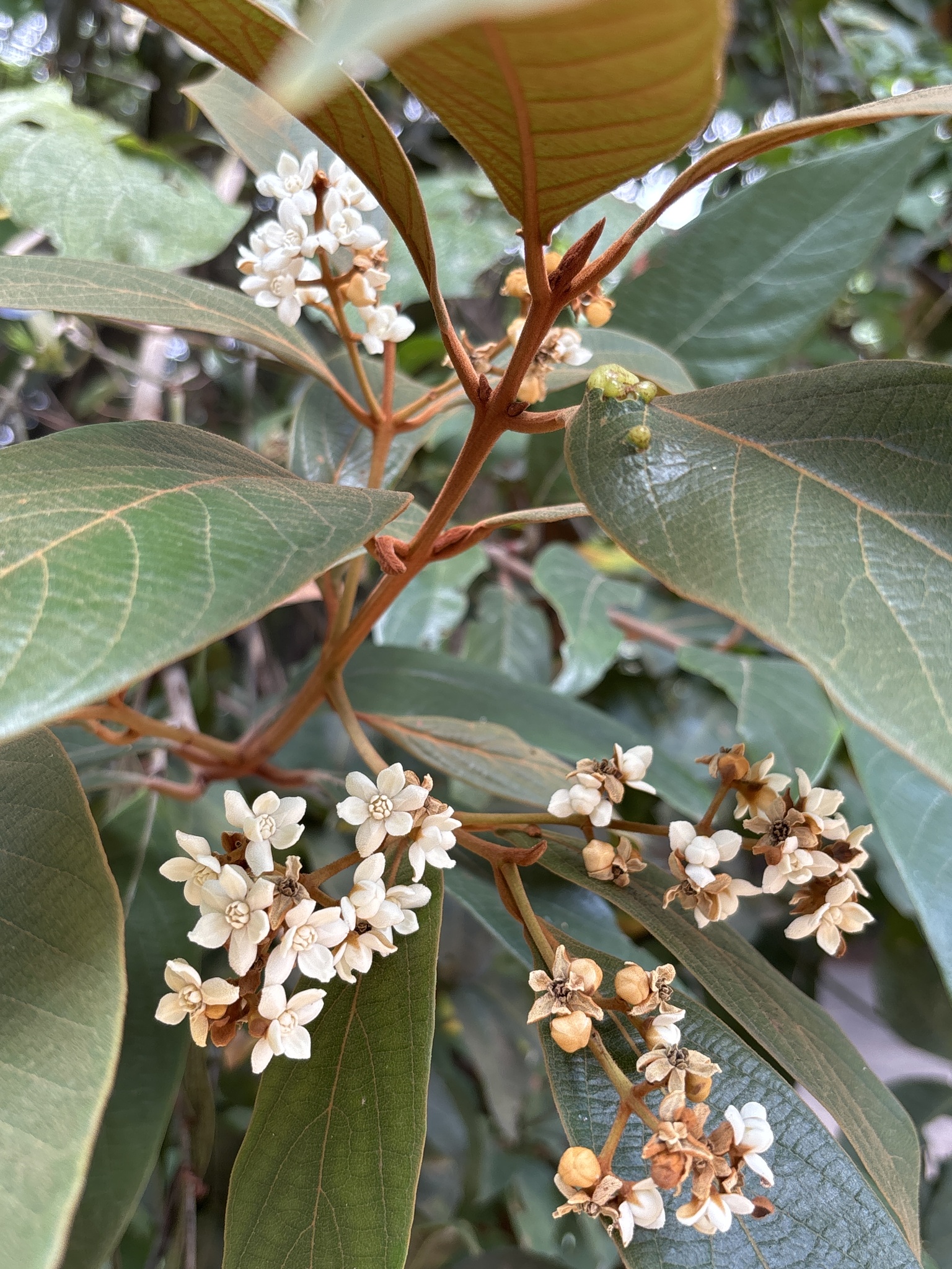 Photo of Nectandra oppositifolia (3/9)