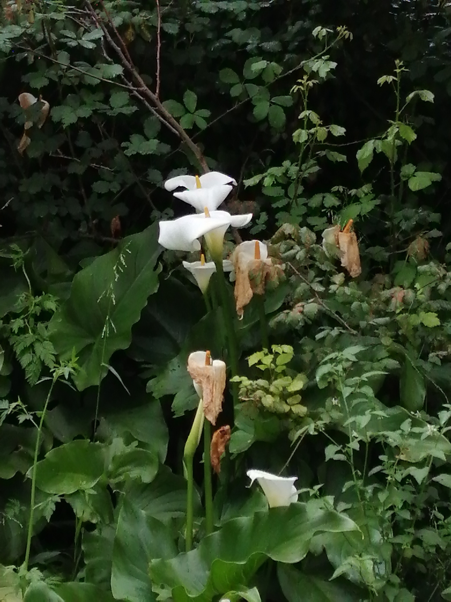 Photo of calla lily (10/12)