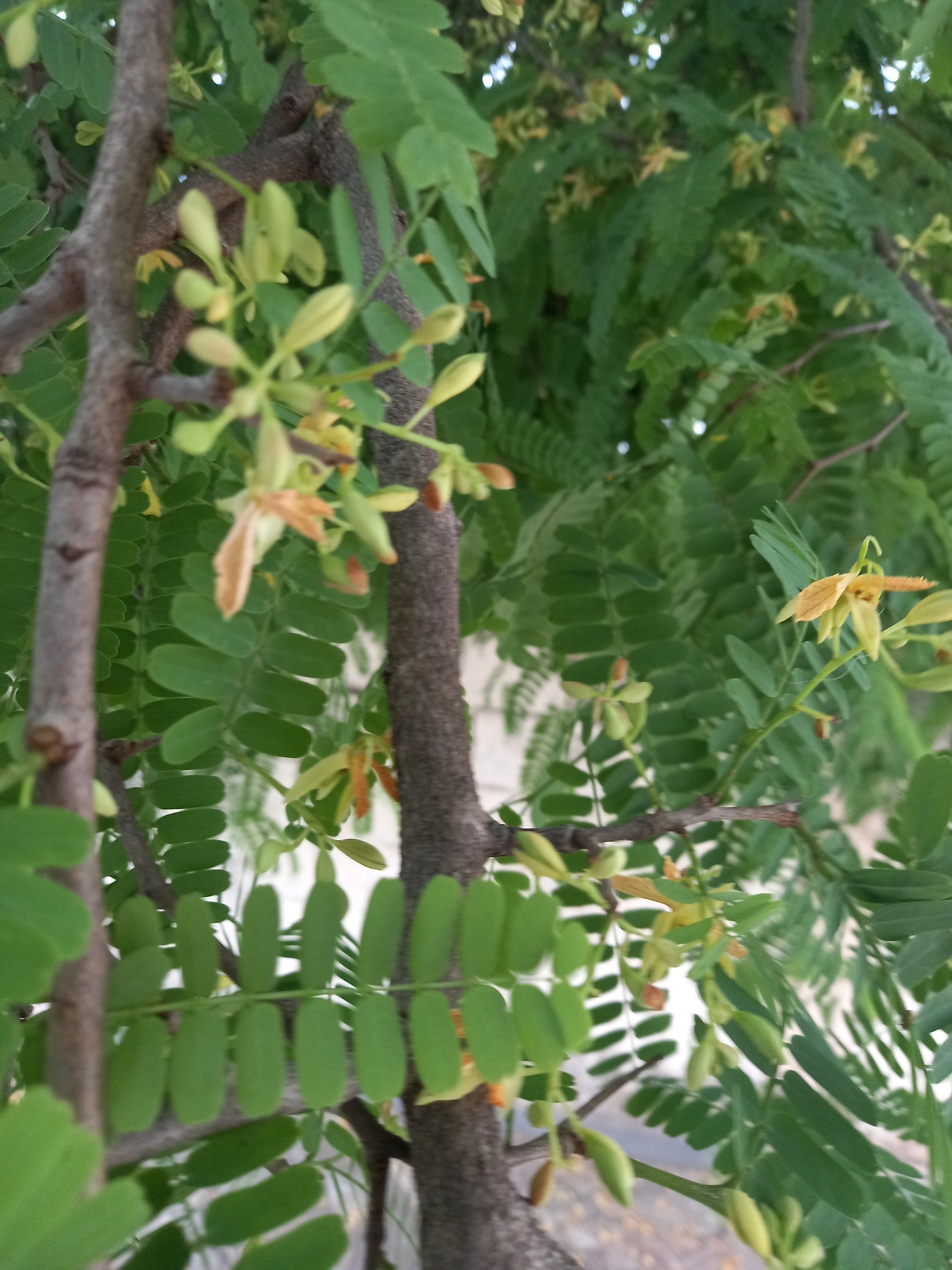 Photo of Tamarind (6/6)