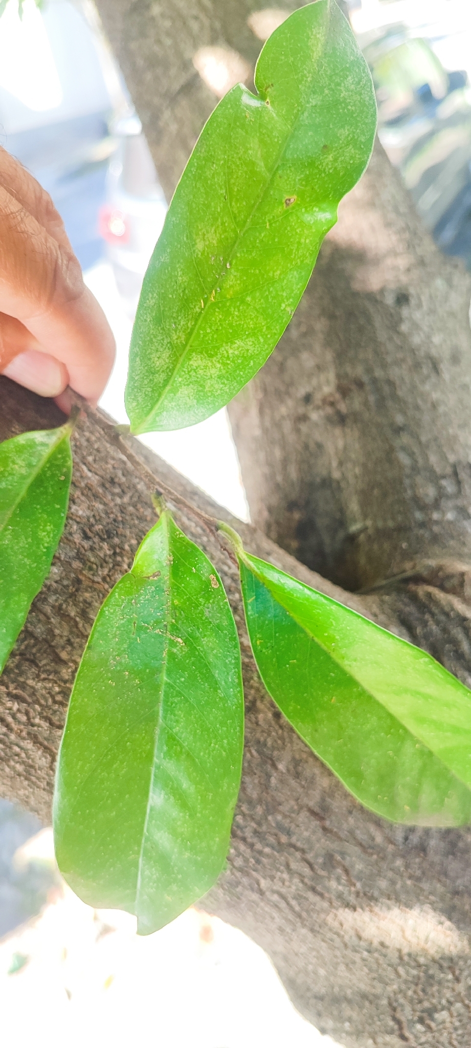 Photo of Soursop (5/11)