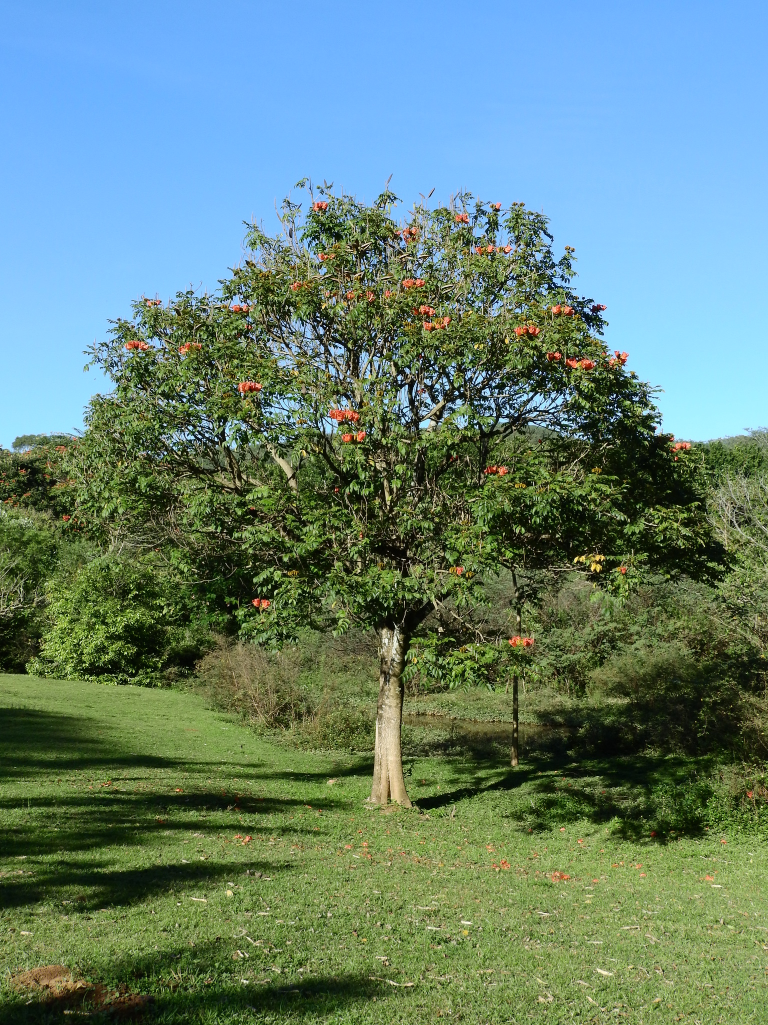 Photo of African tulip tree (11/12)