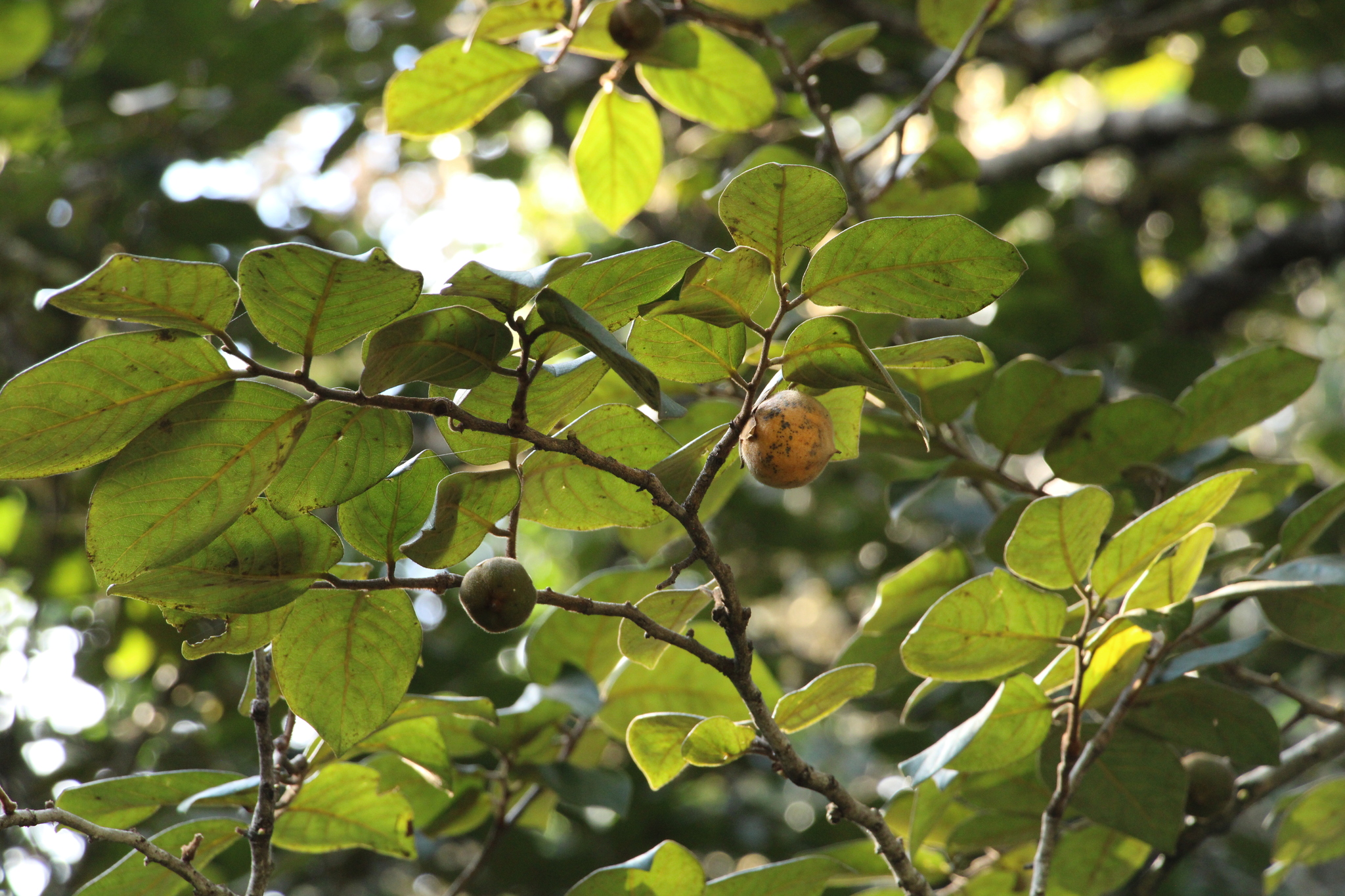 Photo of Diospyros lasiocalyx (2/12)