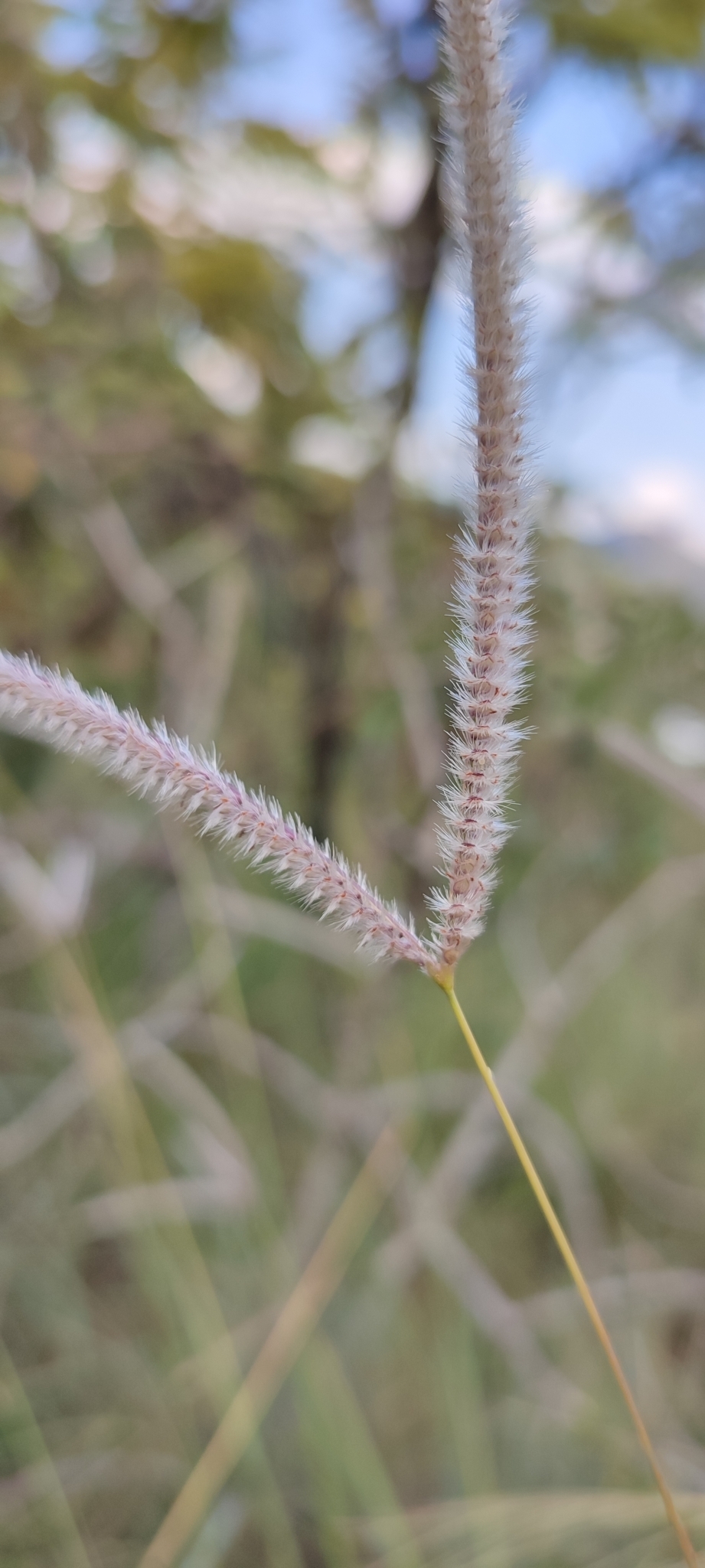 Photo of Paspalum eucomum (9/12)