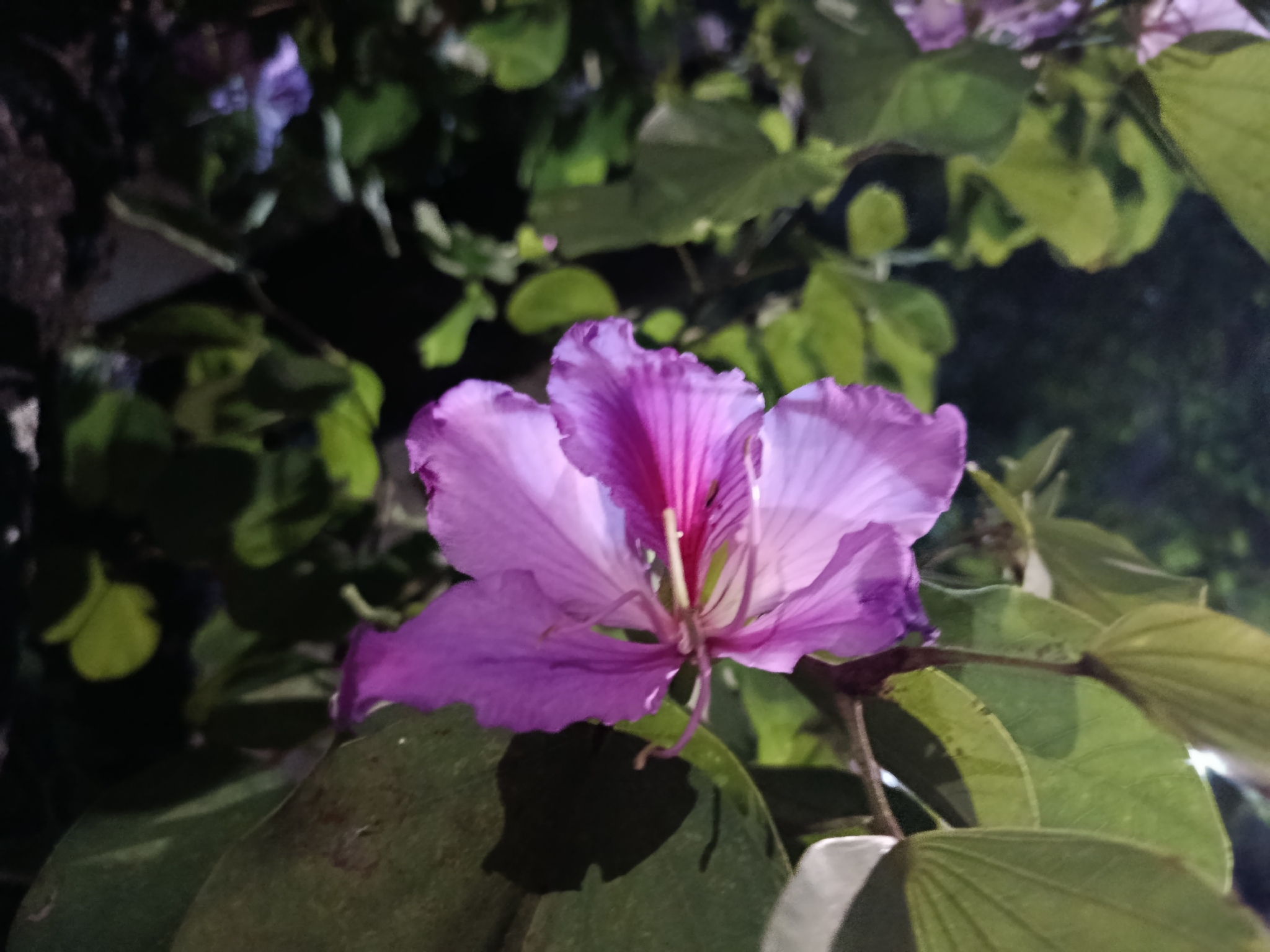 Photo of Orchid tree (1/7)