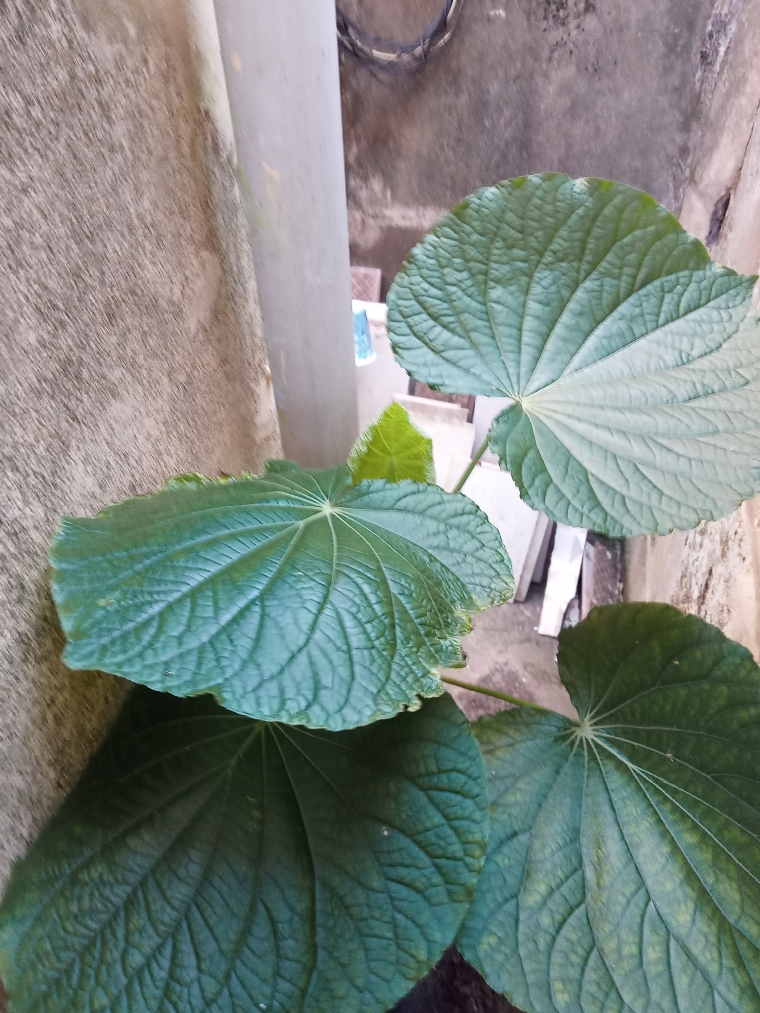 Photo of pariparoba (11/12)
