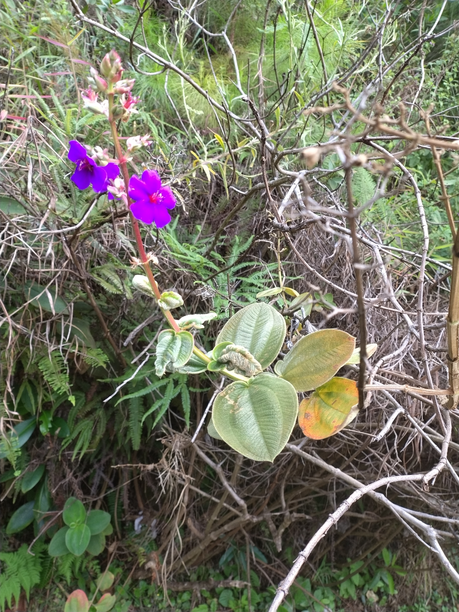Photo of silverleafed princess flower (4/7)