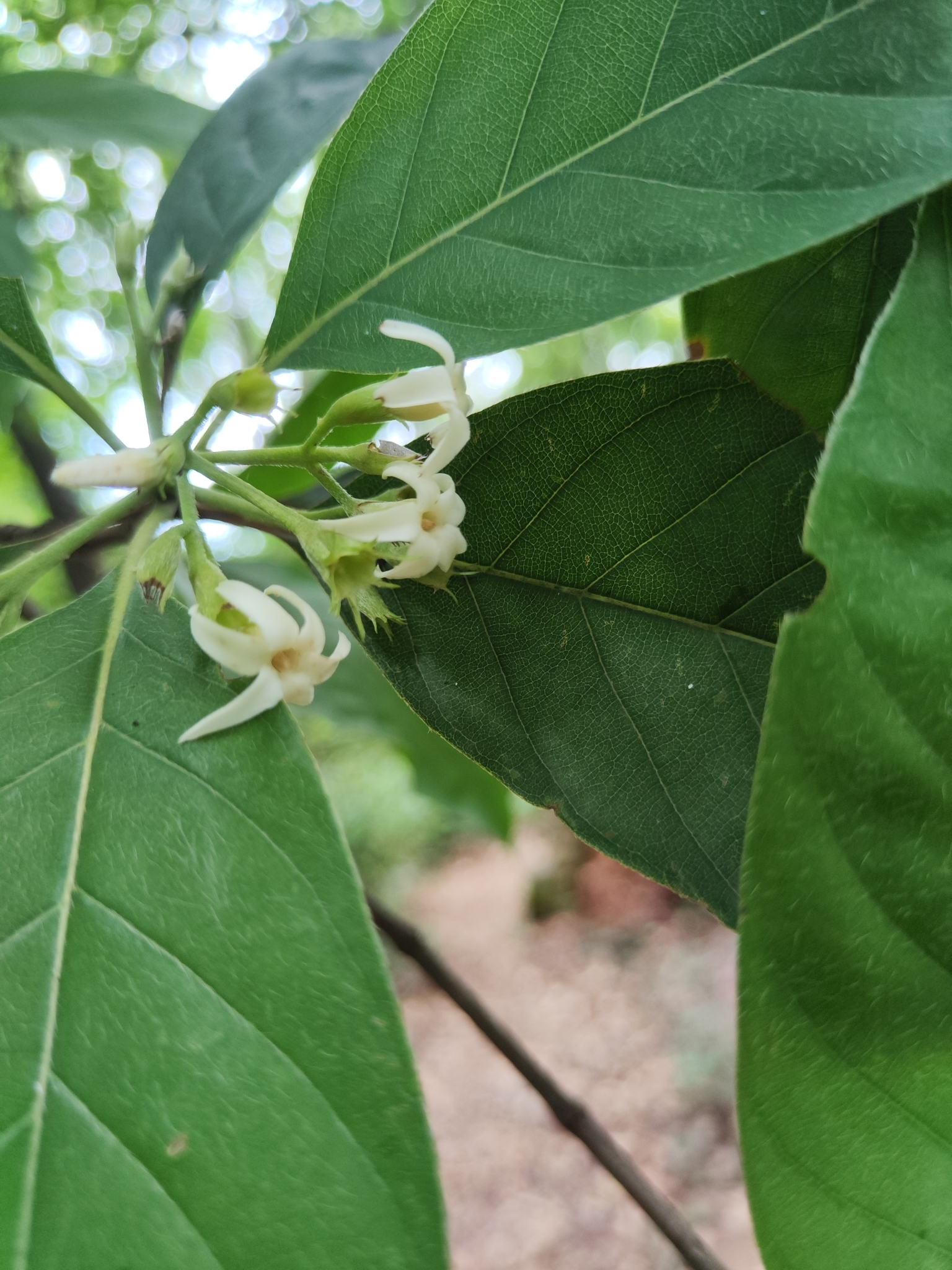 Photo of Rubiaceae (4/7)