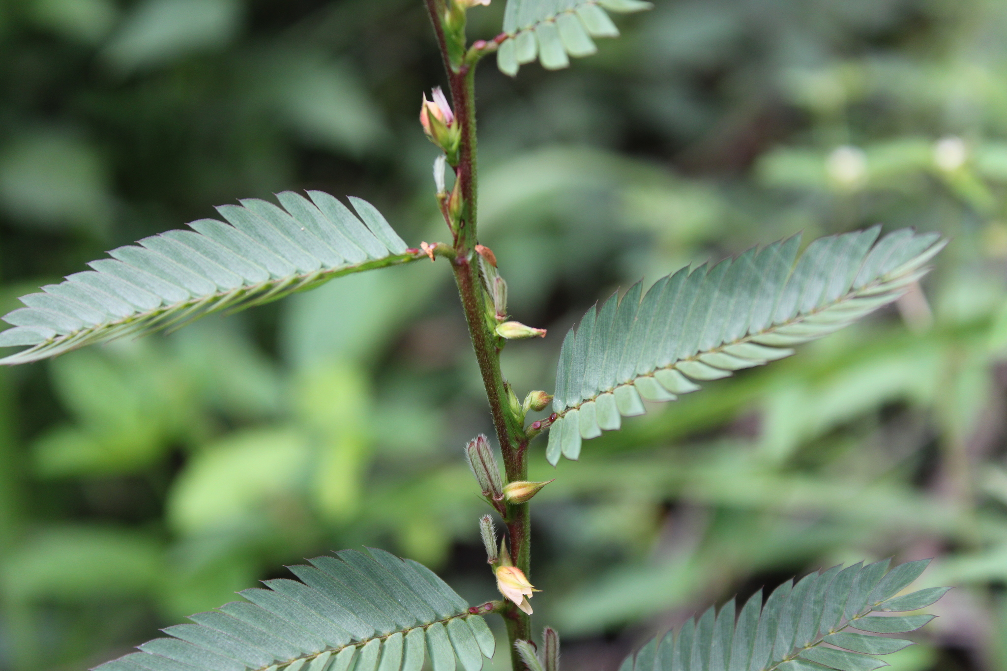 Photo of Chamaecrista (9/9)