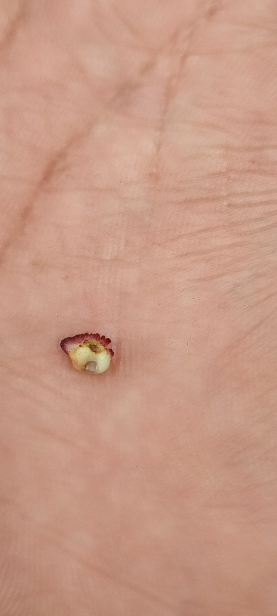 Photo of Camarea ericoides (2/8)