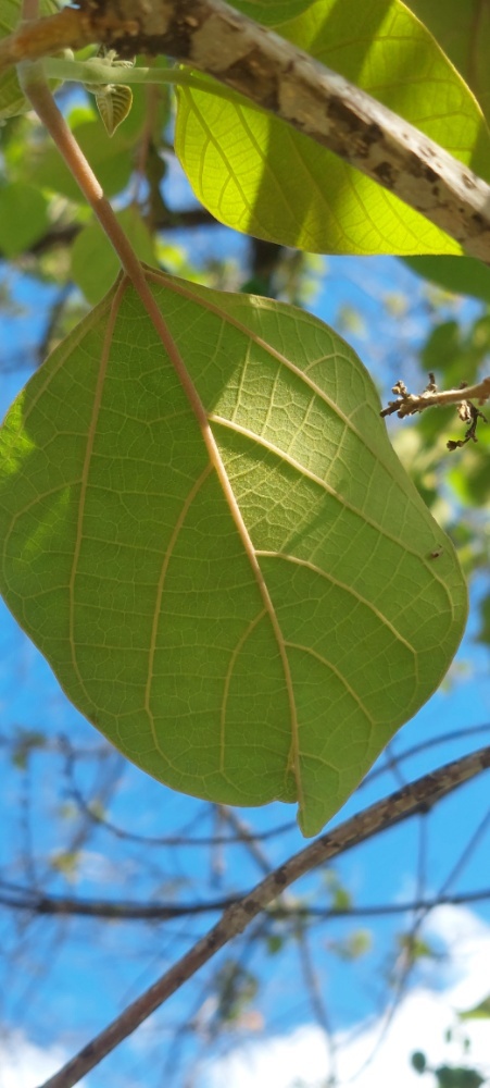 Photo of Gmelina (7/7)