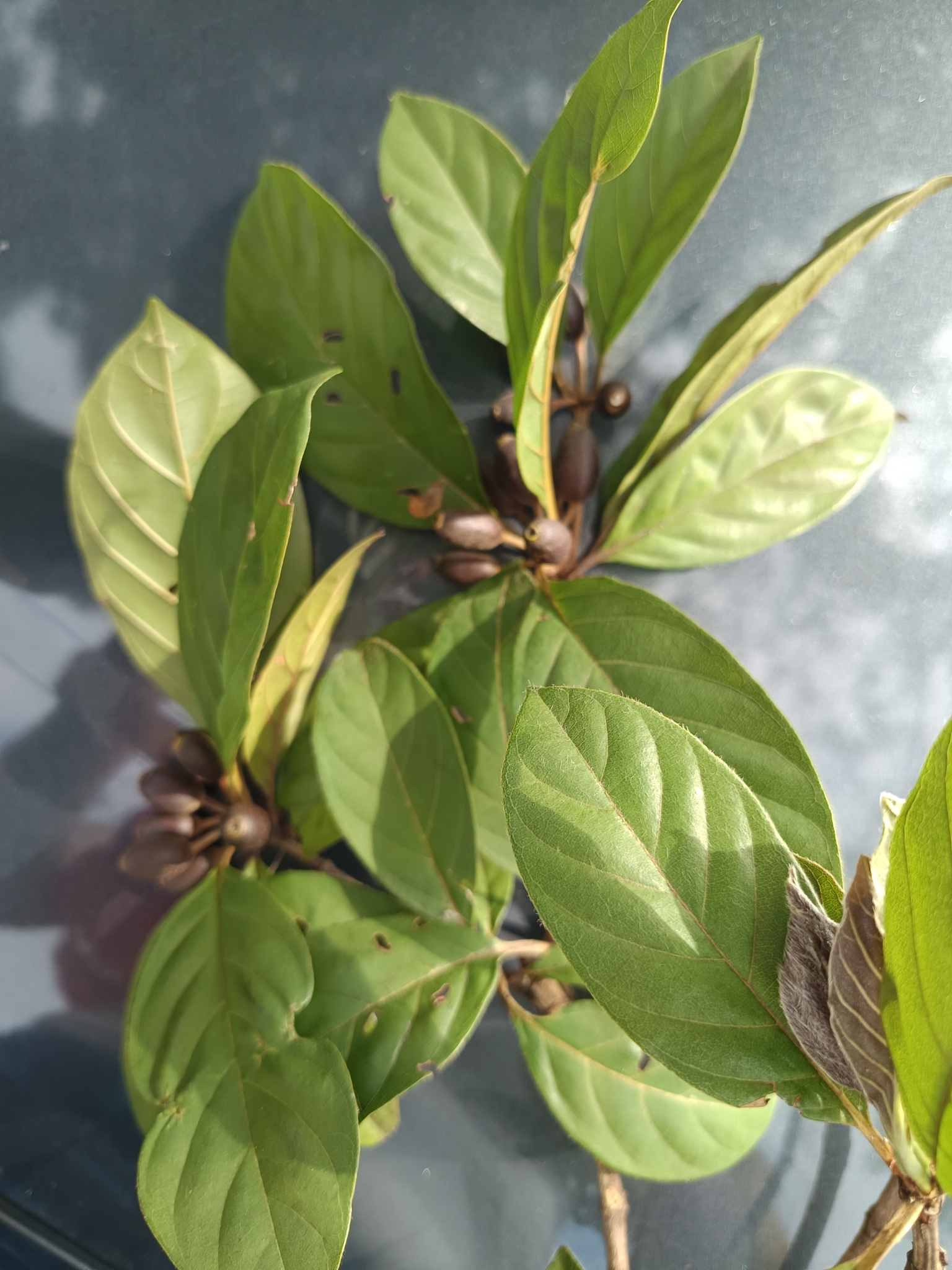 Photo of Amaioua guianensis (7/9)
