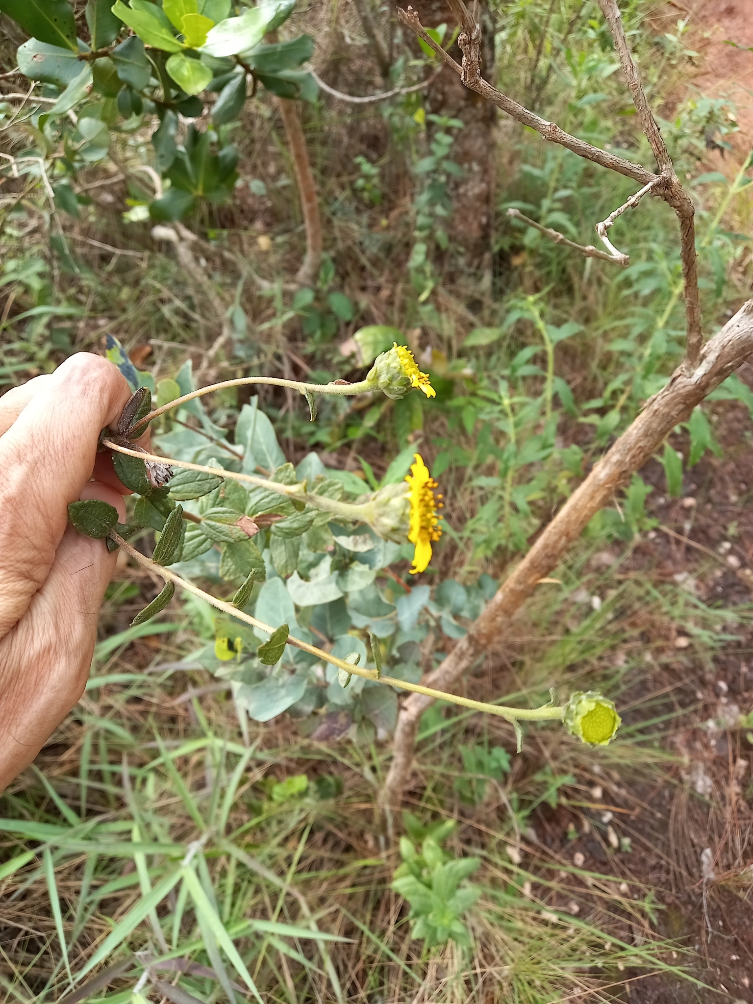Photo of Aldama robusta (5/12)