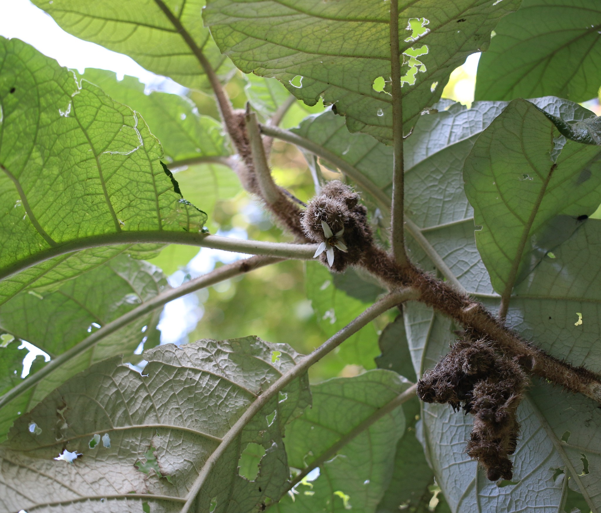 Photo of Solanum cernuum (5/7)