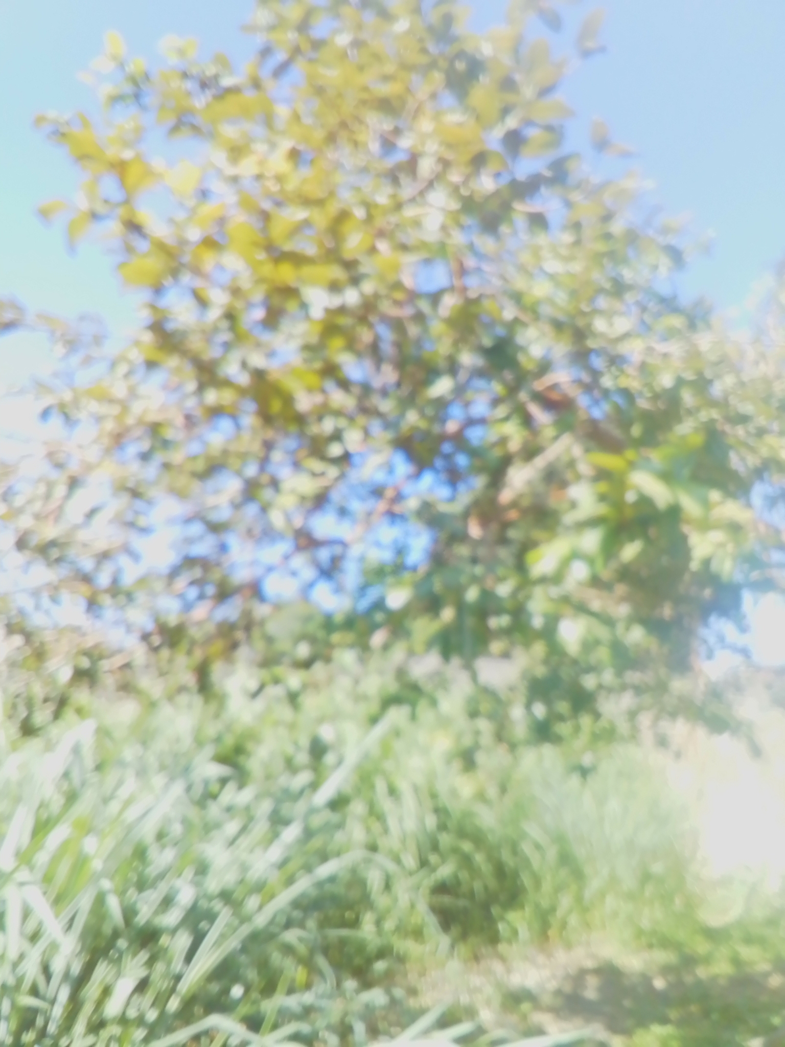 Photo of Common guava (2/12)