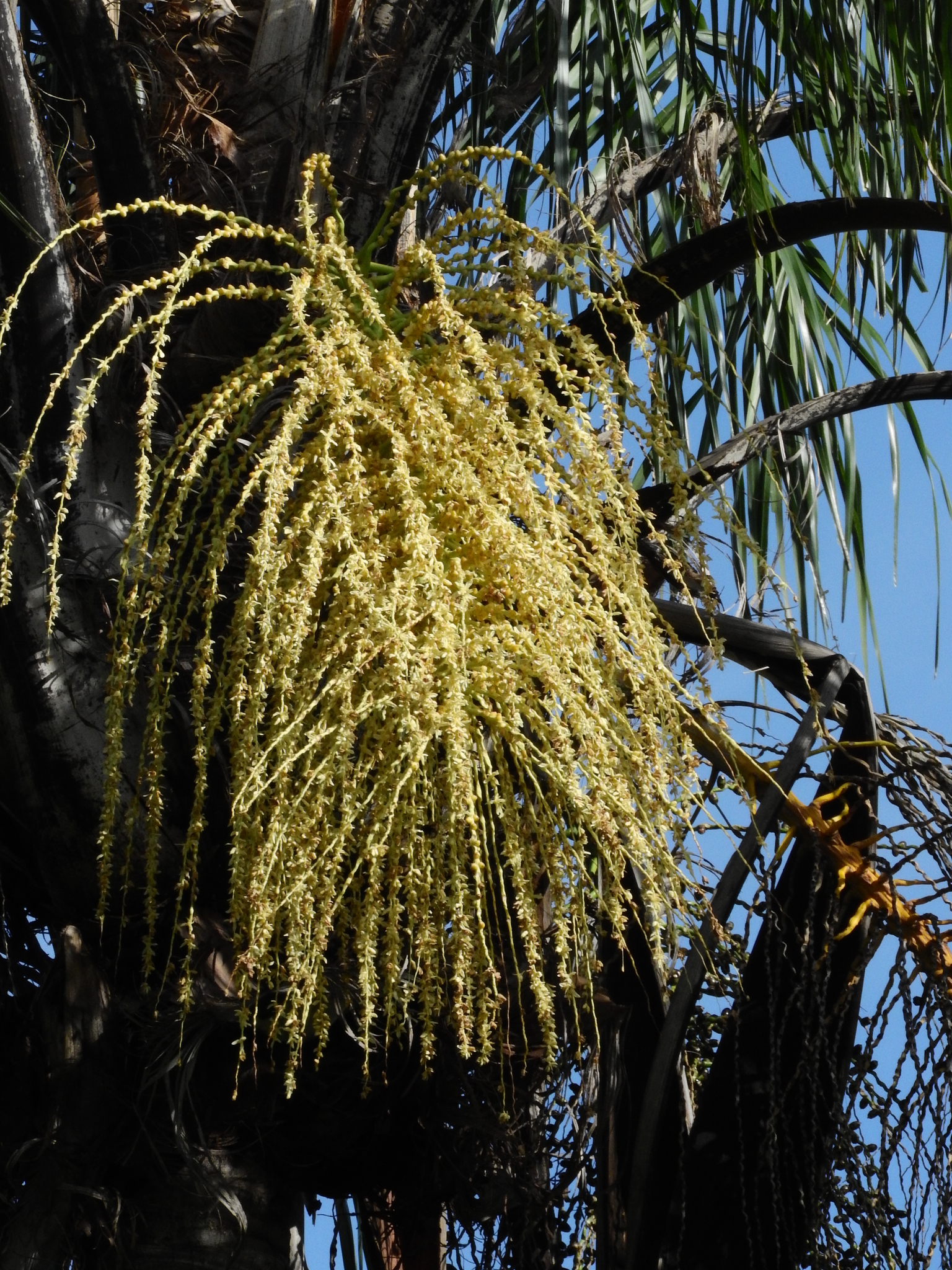 Photo of Arecaceae (5/6)