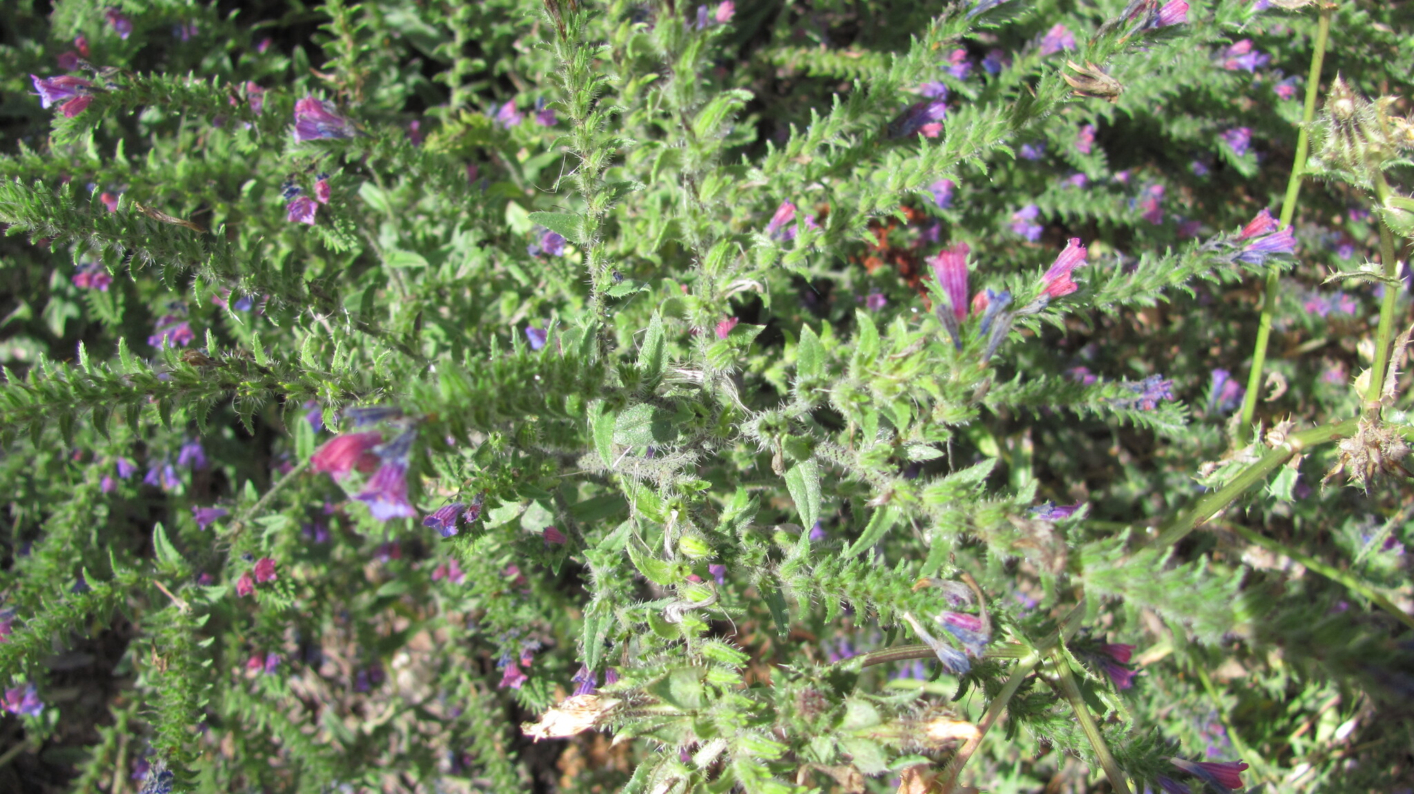 Photo of Echium tuberculatum (11/12)