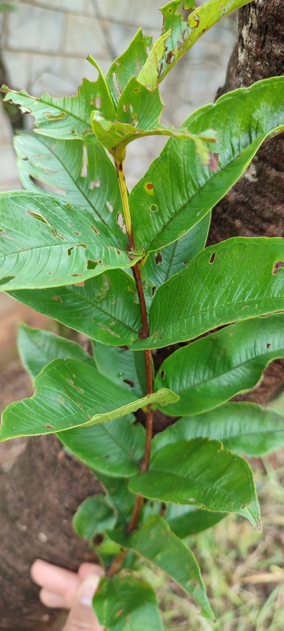Photo of Qualea multiflora (8/12)