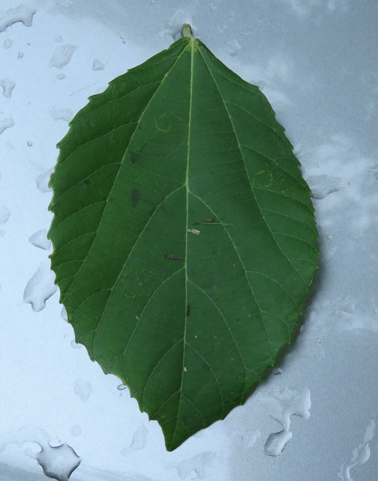 Photo of Magnoliopsida (6/7)